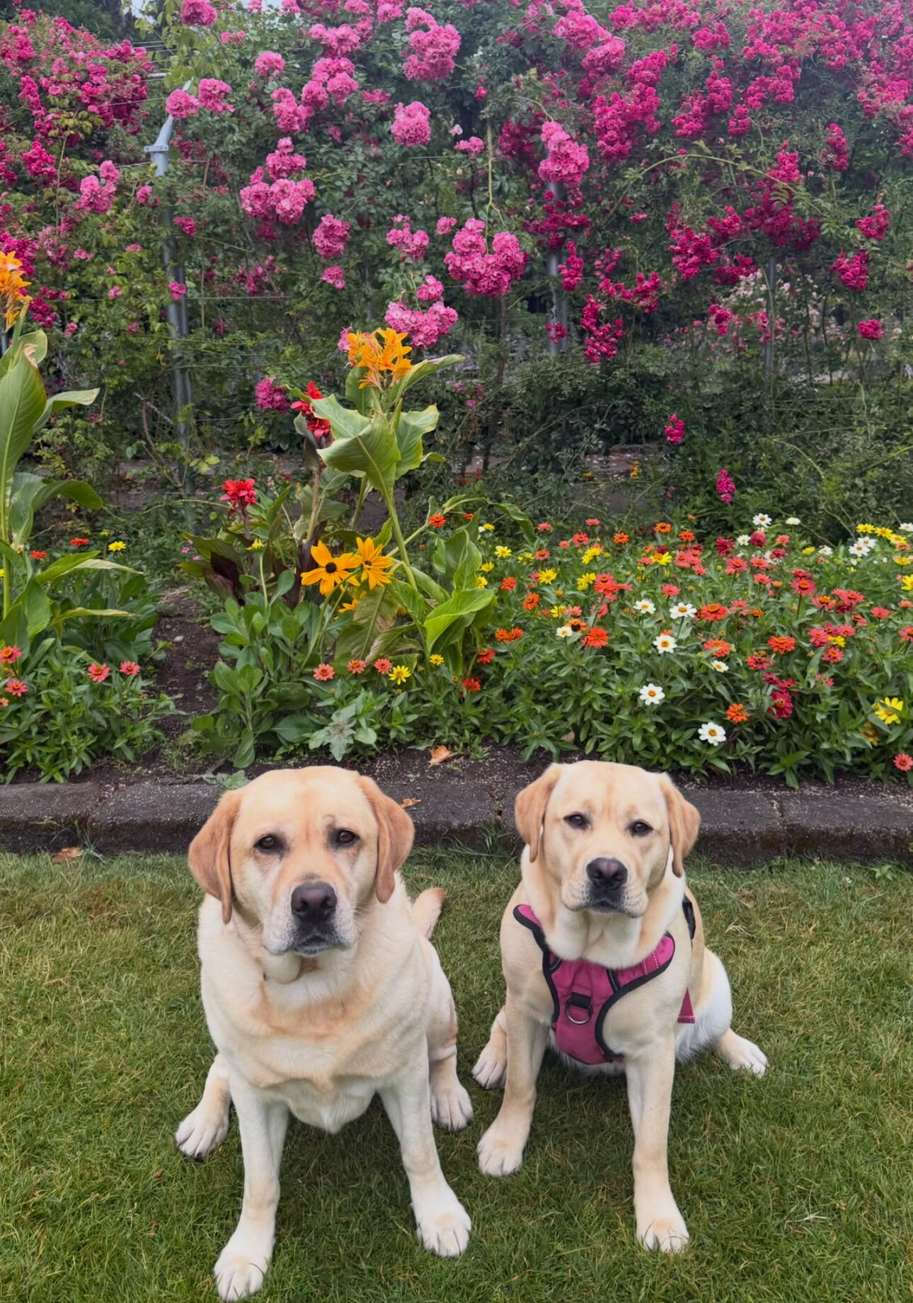 Beautiful Labrador Retriever Puppy Available image 5