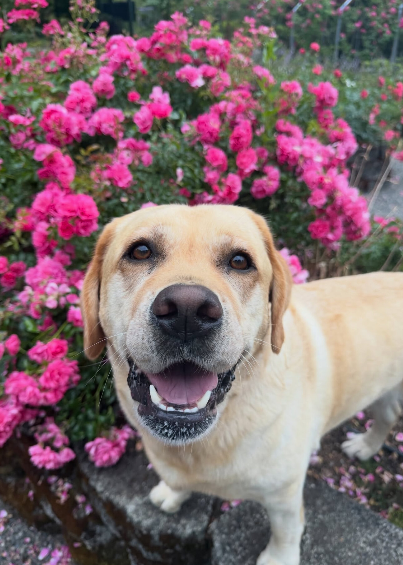 Beautiful Labrador Retriever Puppy Available image 4
