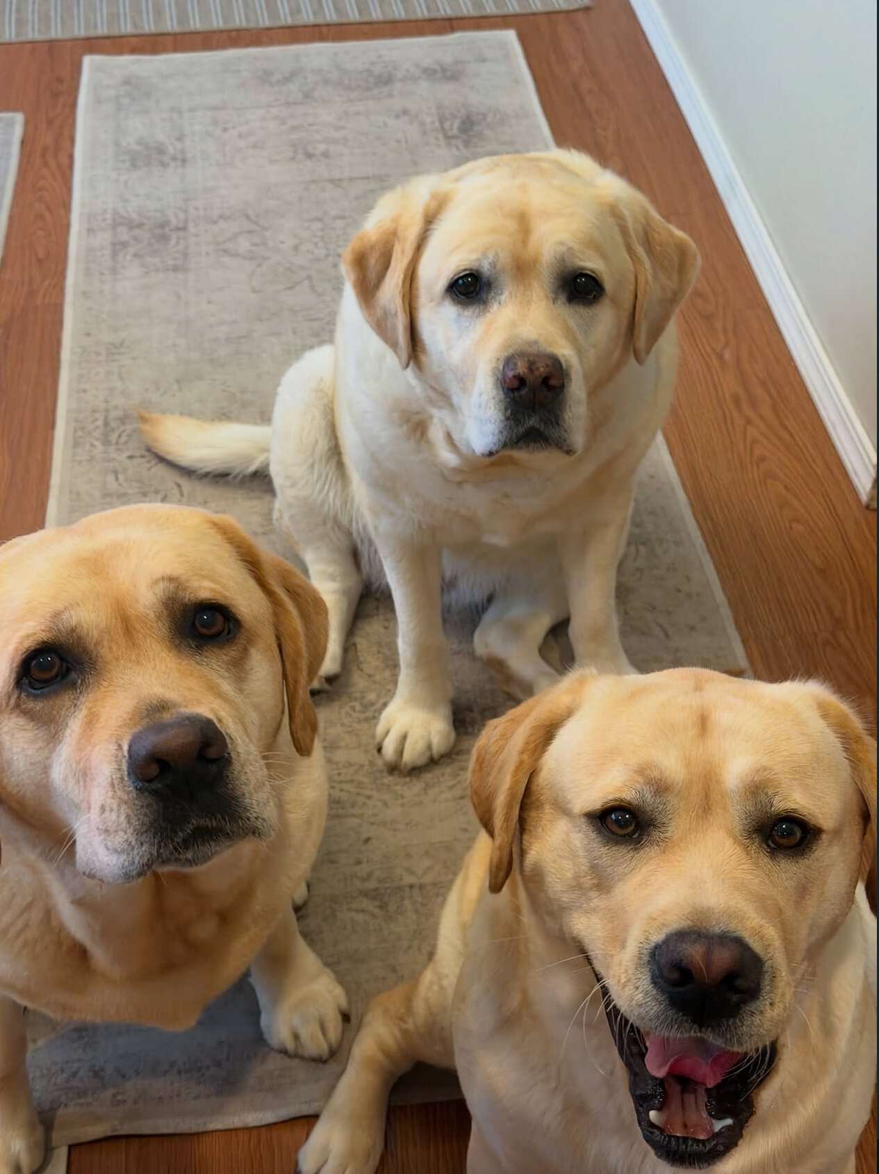 Beautiful Labrador Retriever Puppy Available image 3