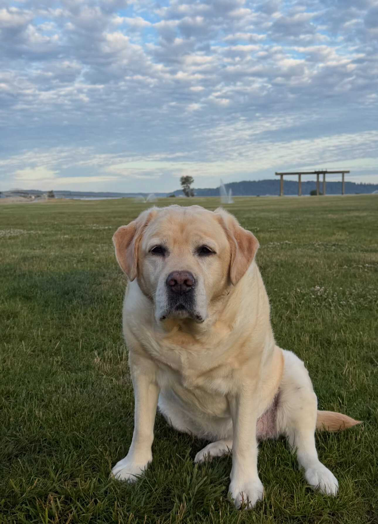 Beautiful Labrador Retriever Puppy Available image 2