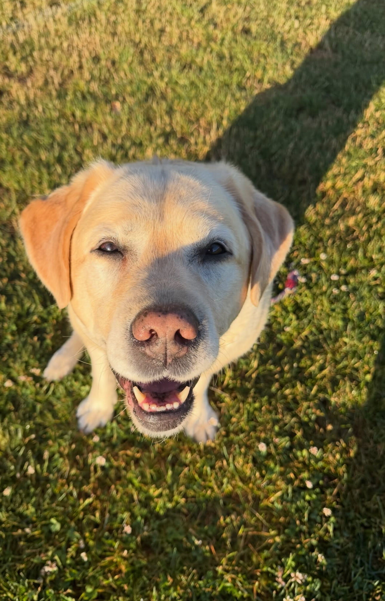 Beautiful Labrador Retriever Puppy Available image 1