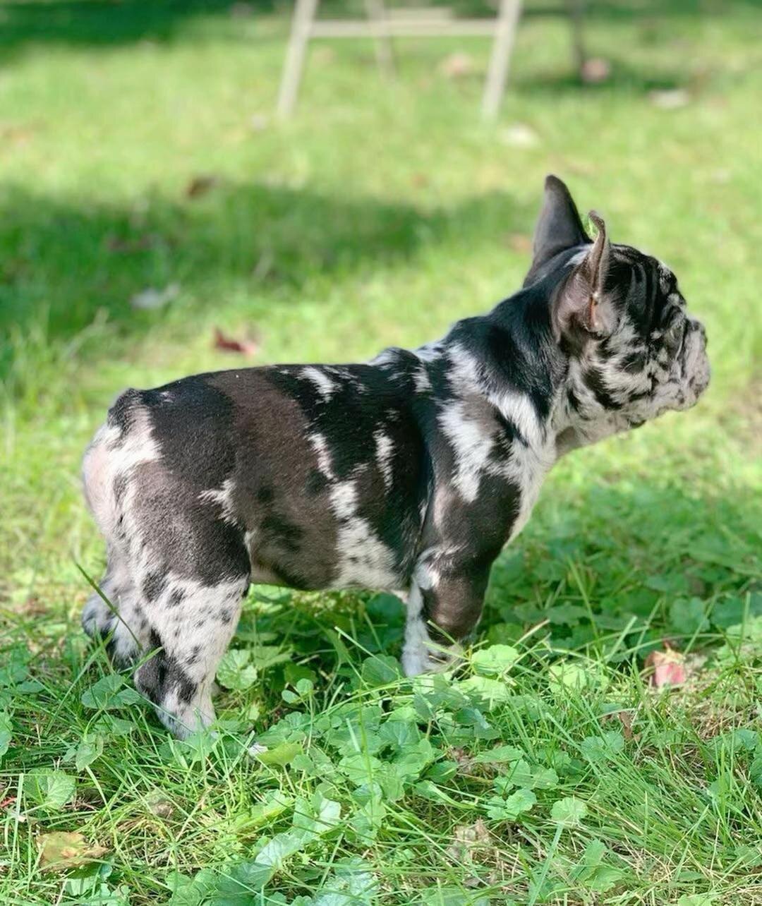 Adorable French Bulldog Puppies Ready for Loving image 6