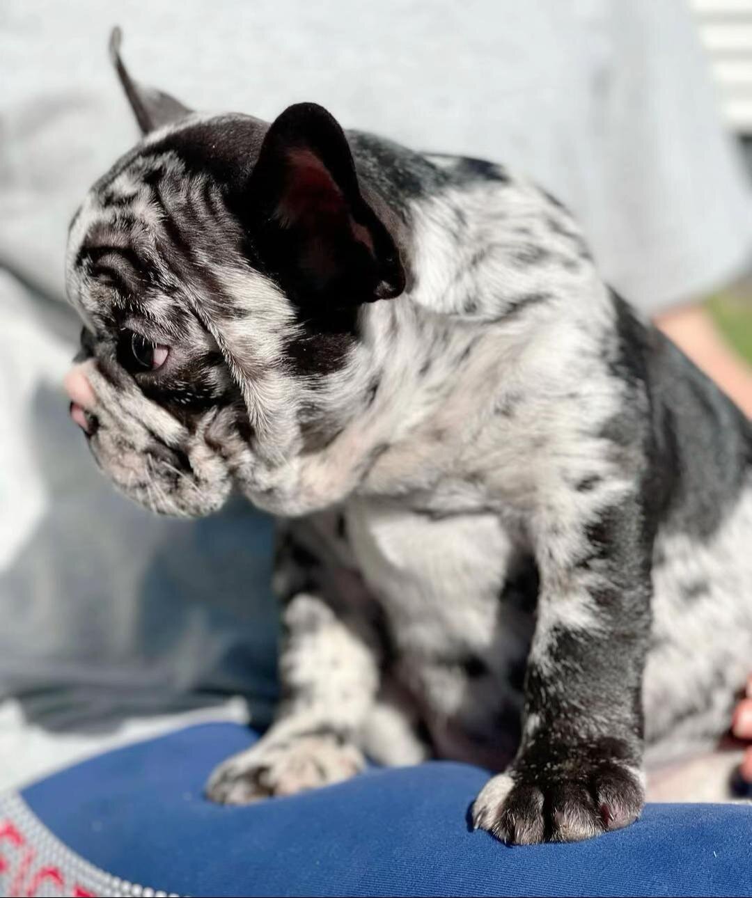 Adorable French Bulldog Puppies Ready for Loving image 5