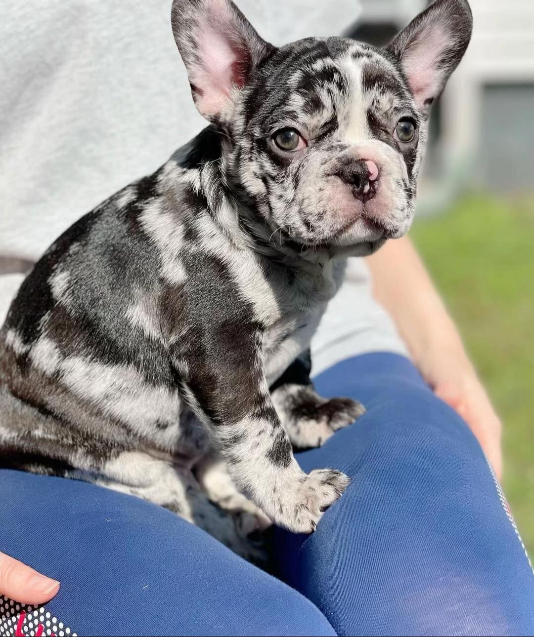 Adorable French Bulldog Puppies Ready for Loving image 4
