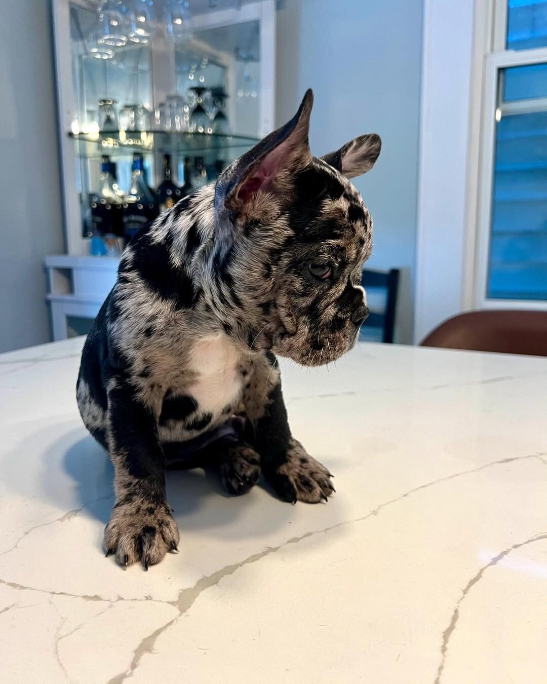 Adorable French Bulldog Puppies Ready for Loving image 1