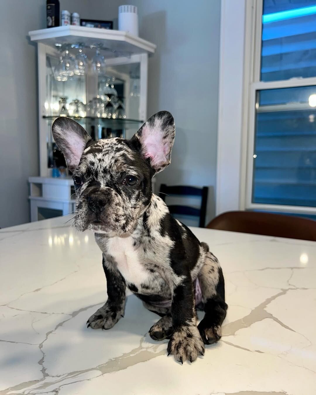 Adorable French Bulldog Puppies Ready for Loving image 2