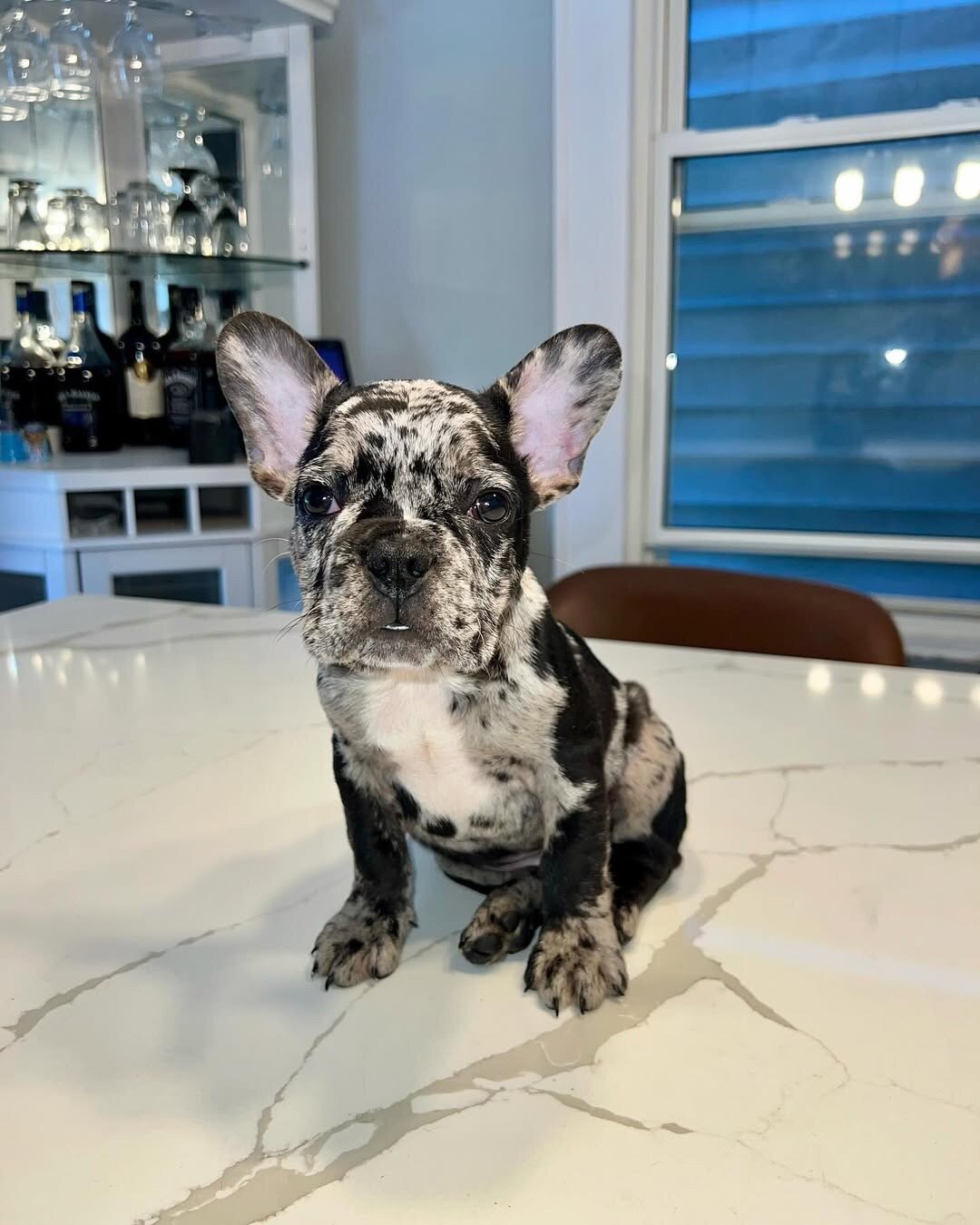 Adorable French Bulldog Puppies Ready for Loving image 3