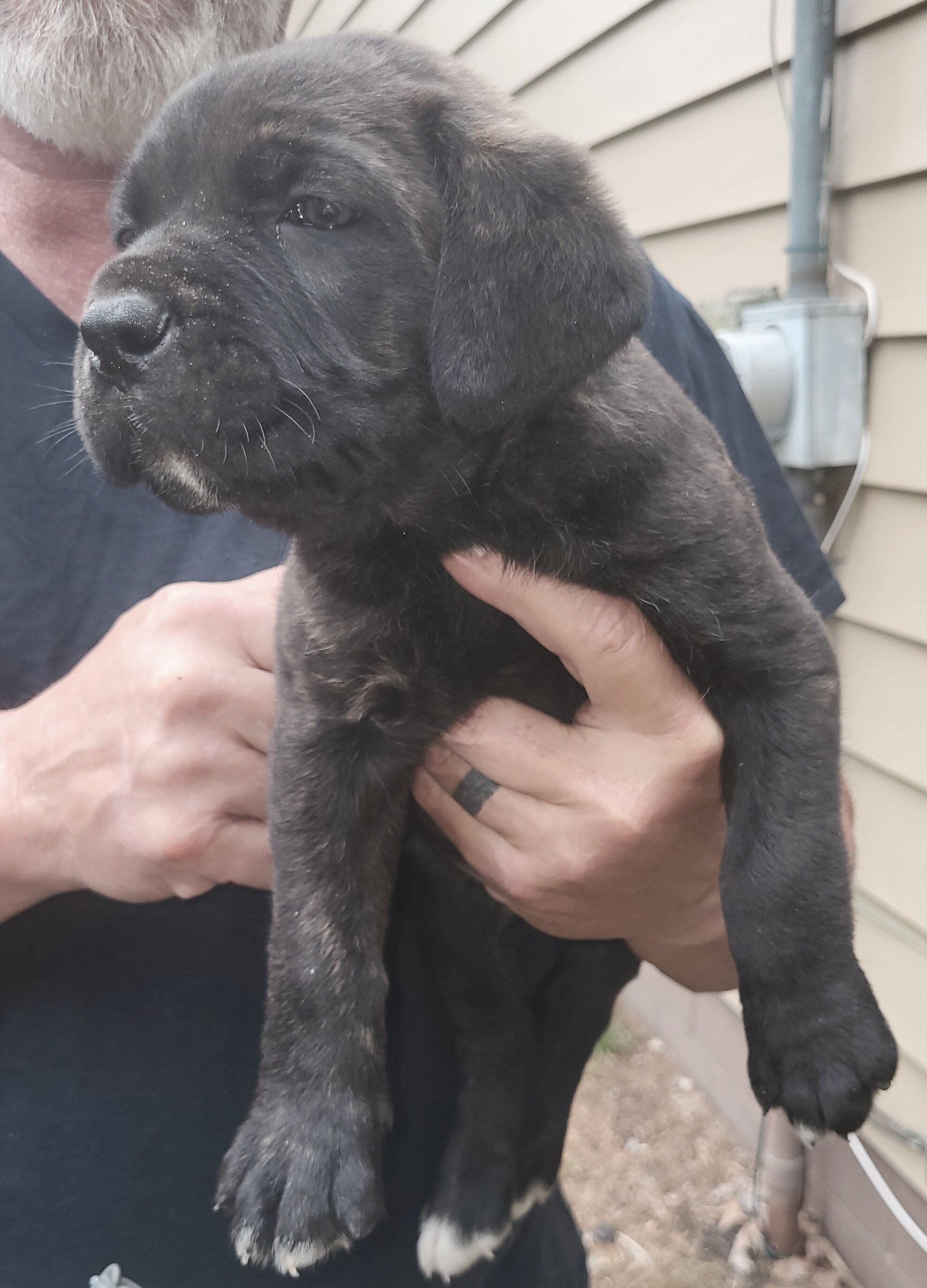 Cane corso puppy image 2