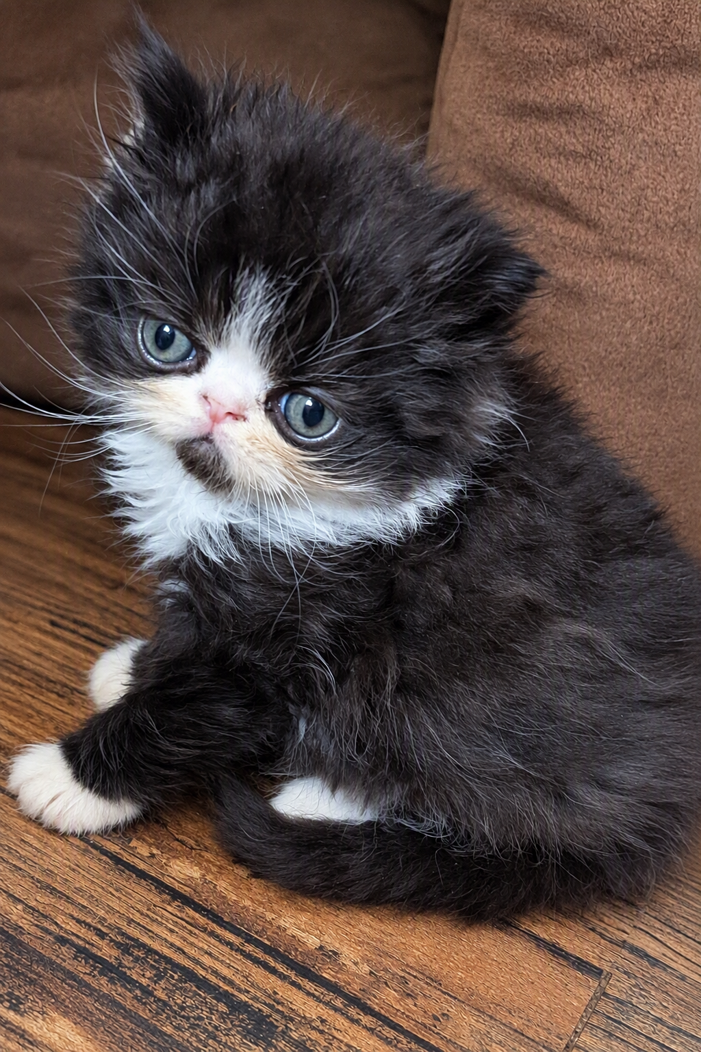 Traditional Persian kittens image 1