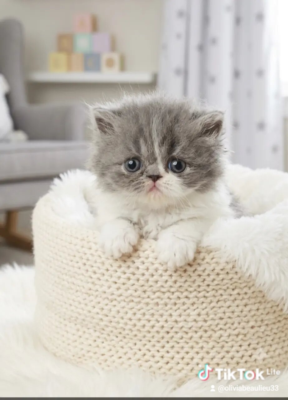 Traditional Persian kittens image 2