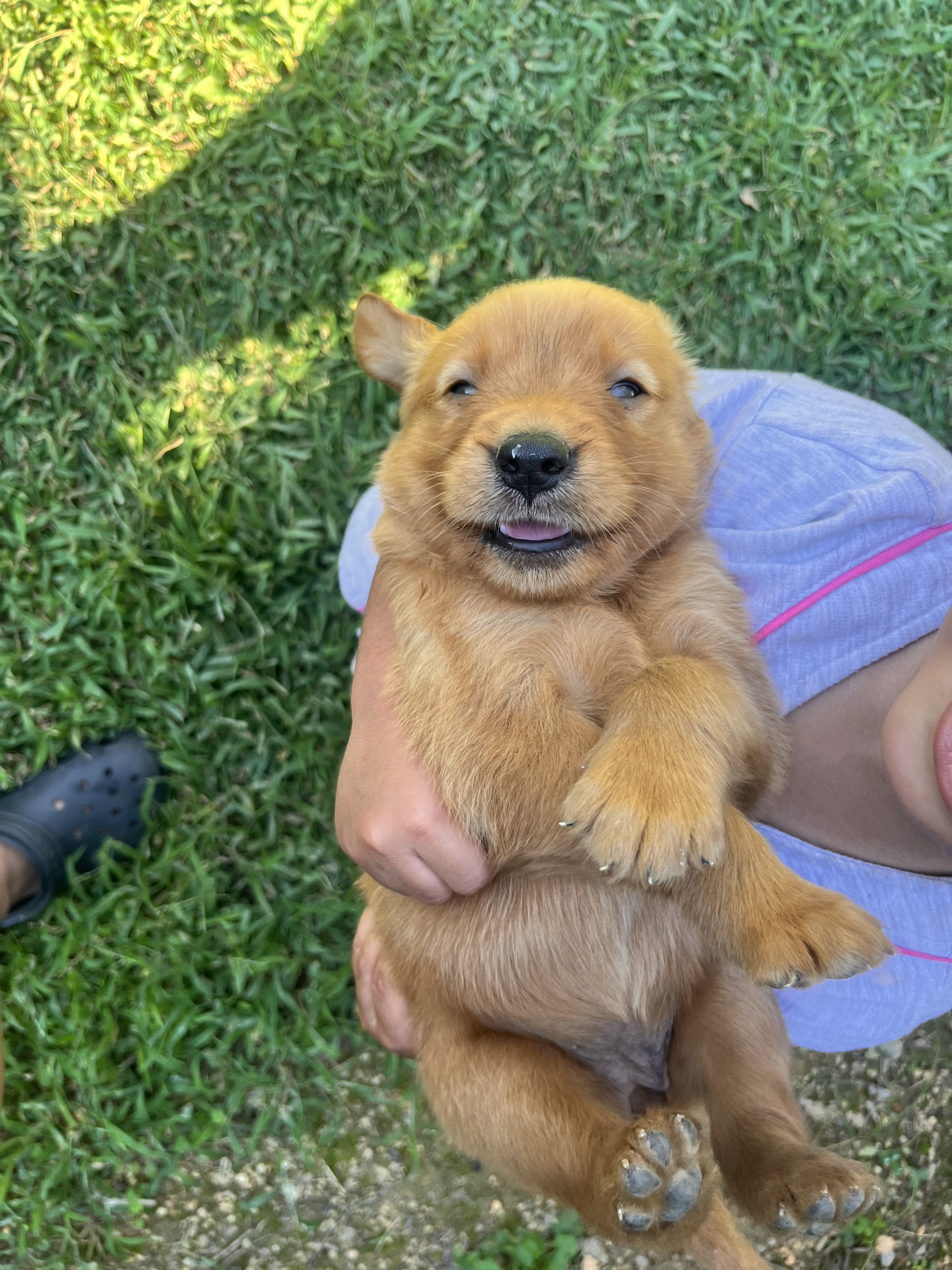 Golden retrievers image 1