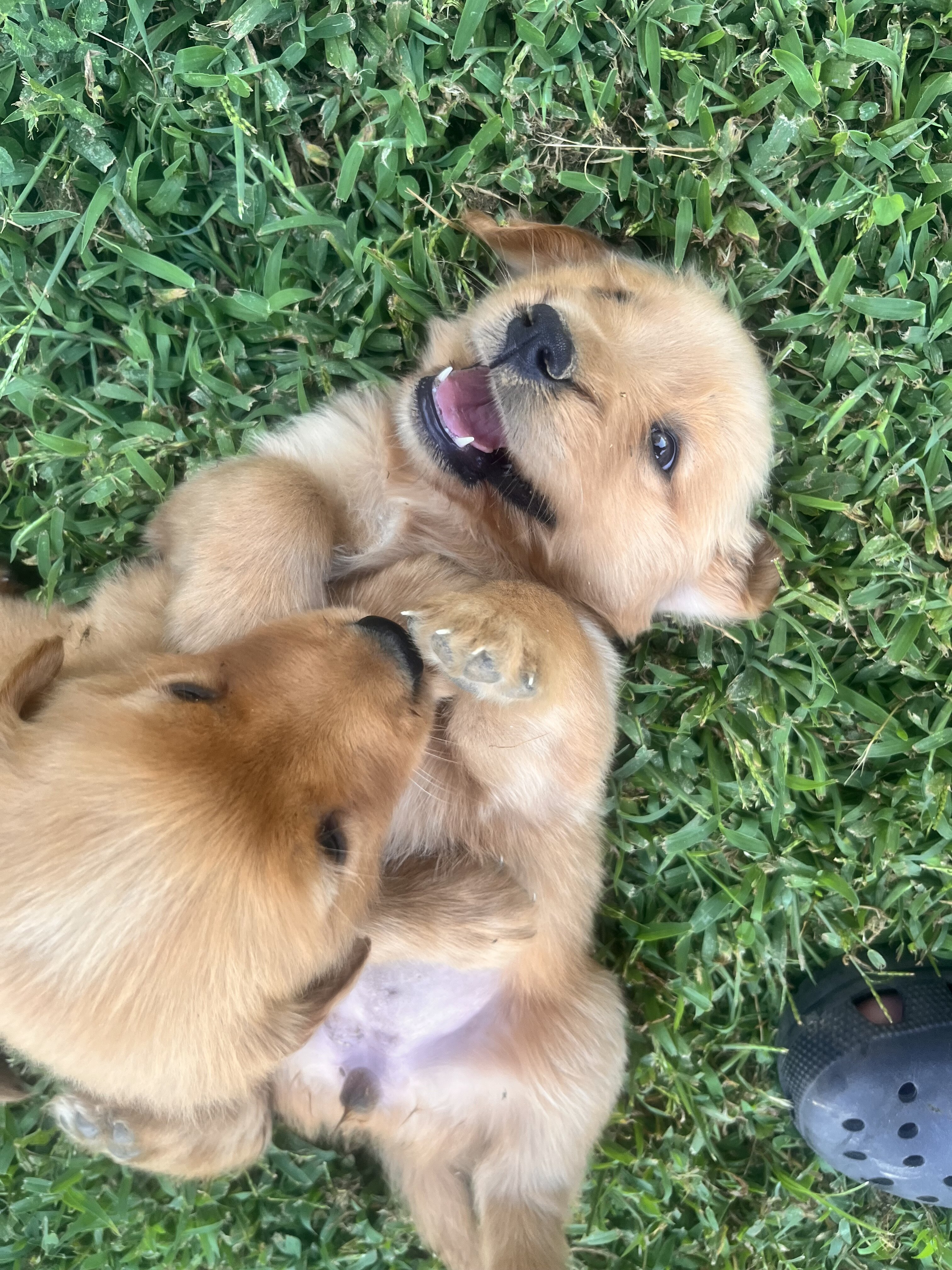 Golden retrievers image 3