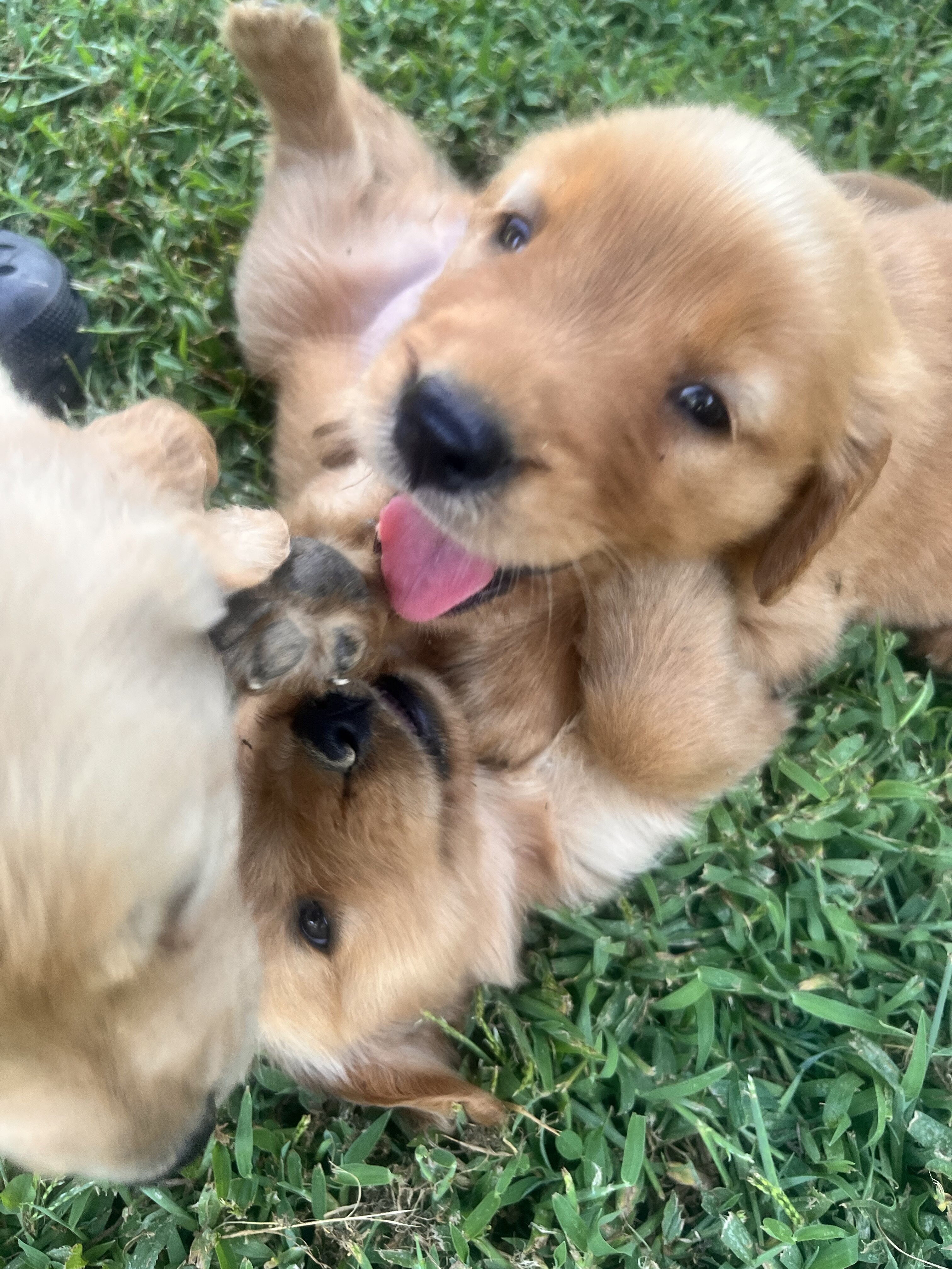 Golden retrievers image 2