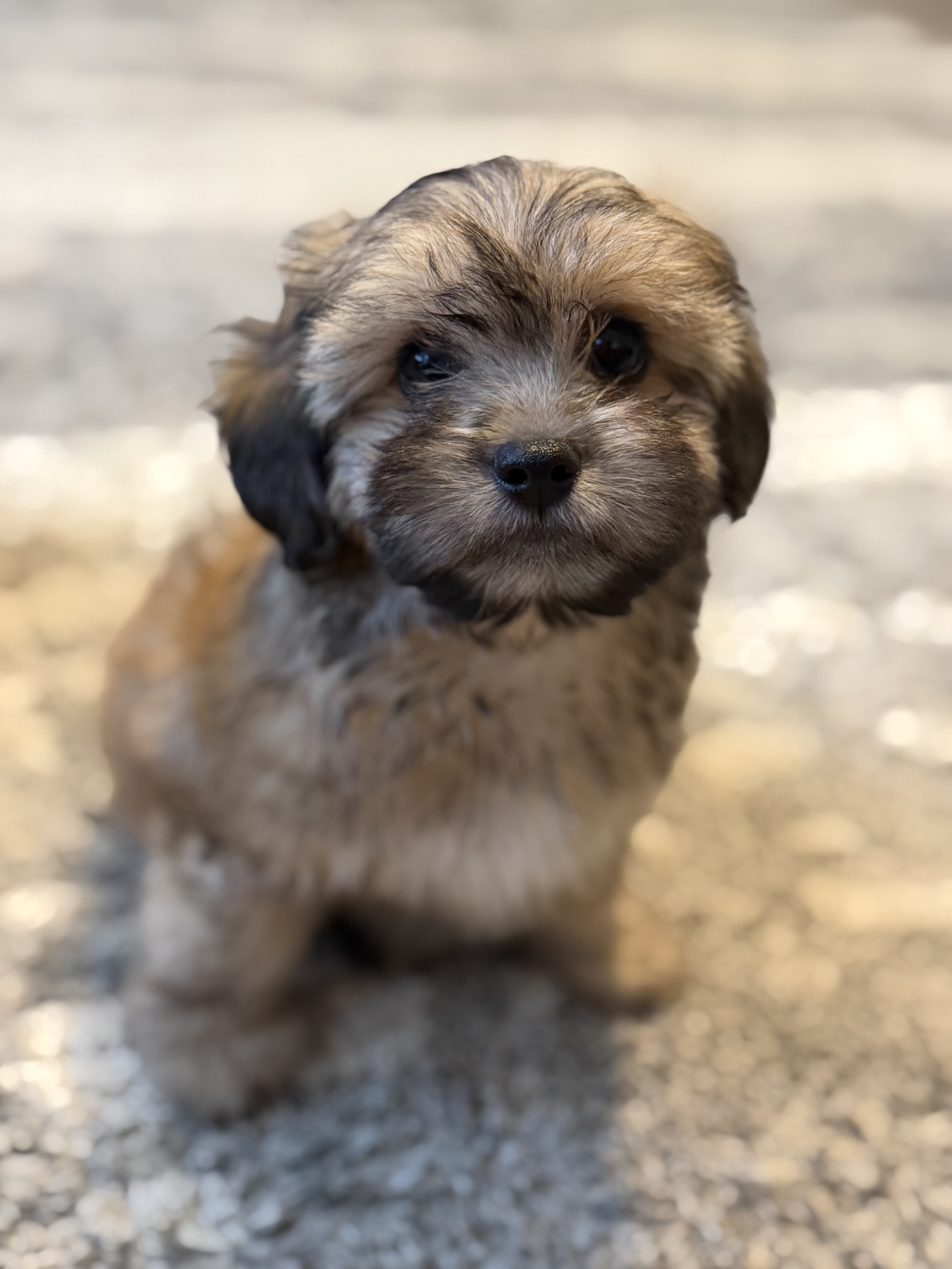 Shih Tzu Puppies – 2 Boys & 1 Girl Available image 4