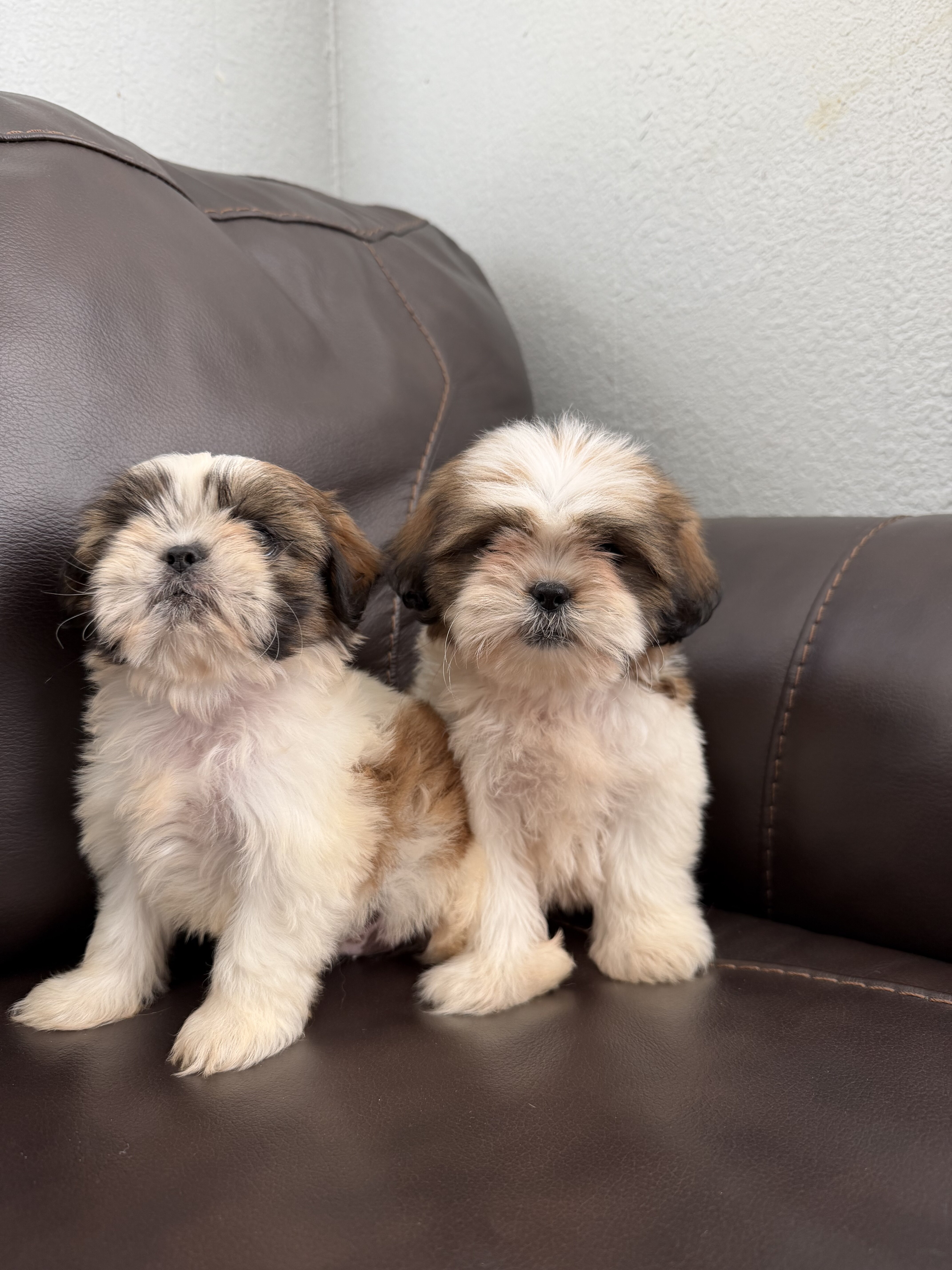Shih Tzu Puppies – 2 Boys & 1 Girl Available image 3