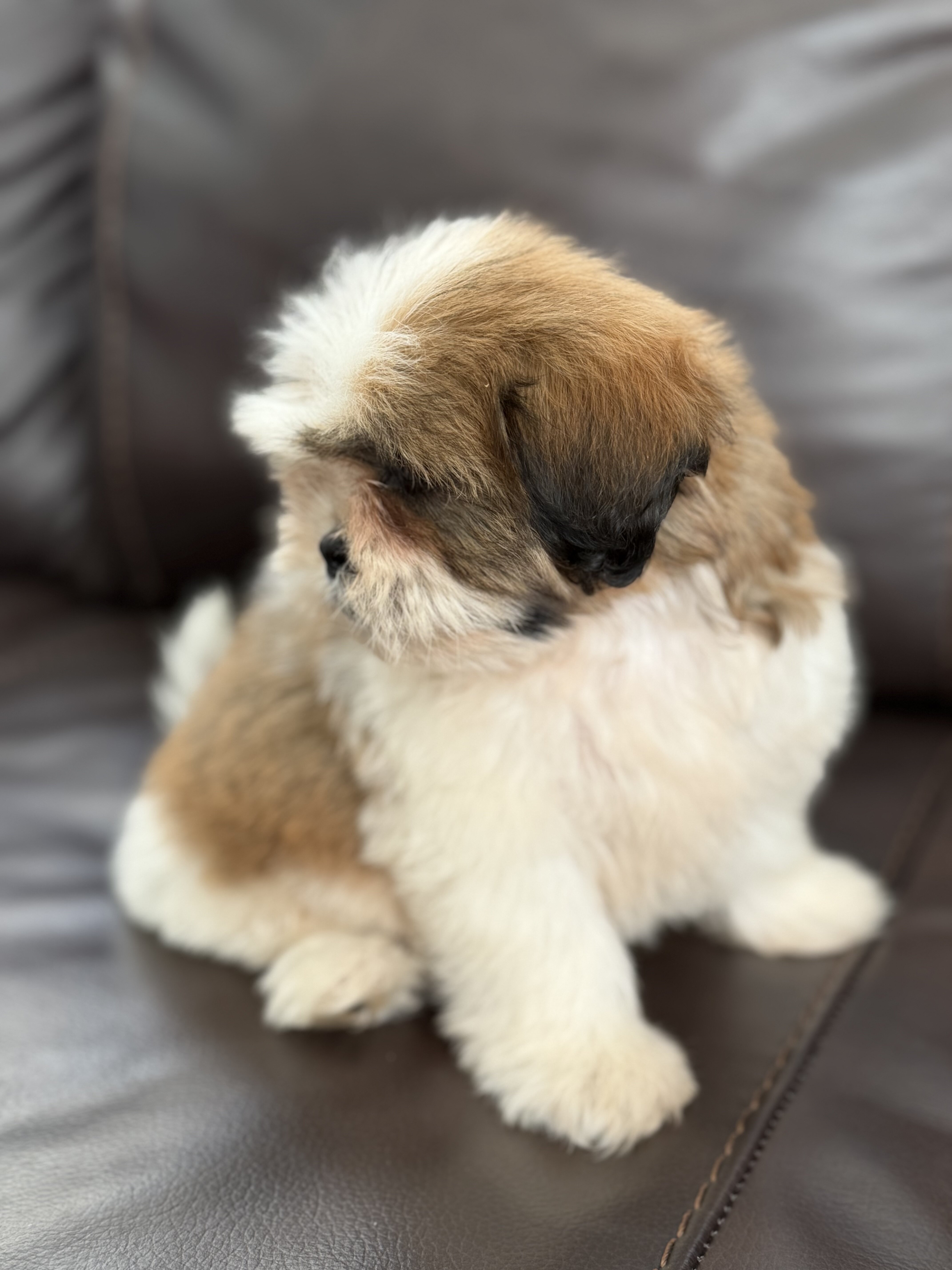 Shih Tzu Puppies – 2 Boys & 1 Girl Available image 2