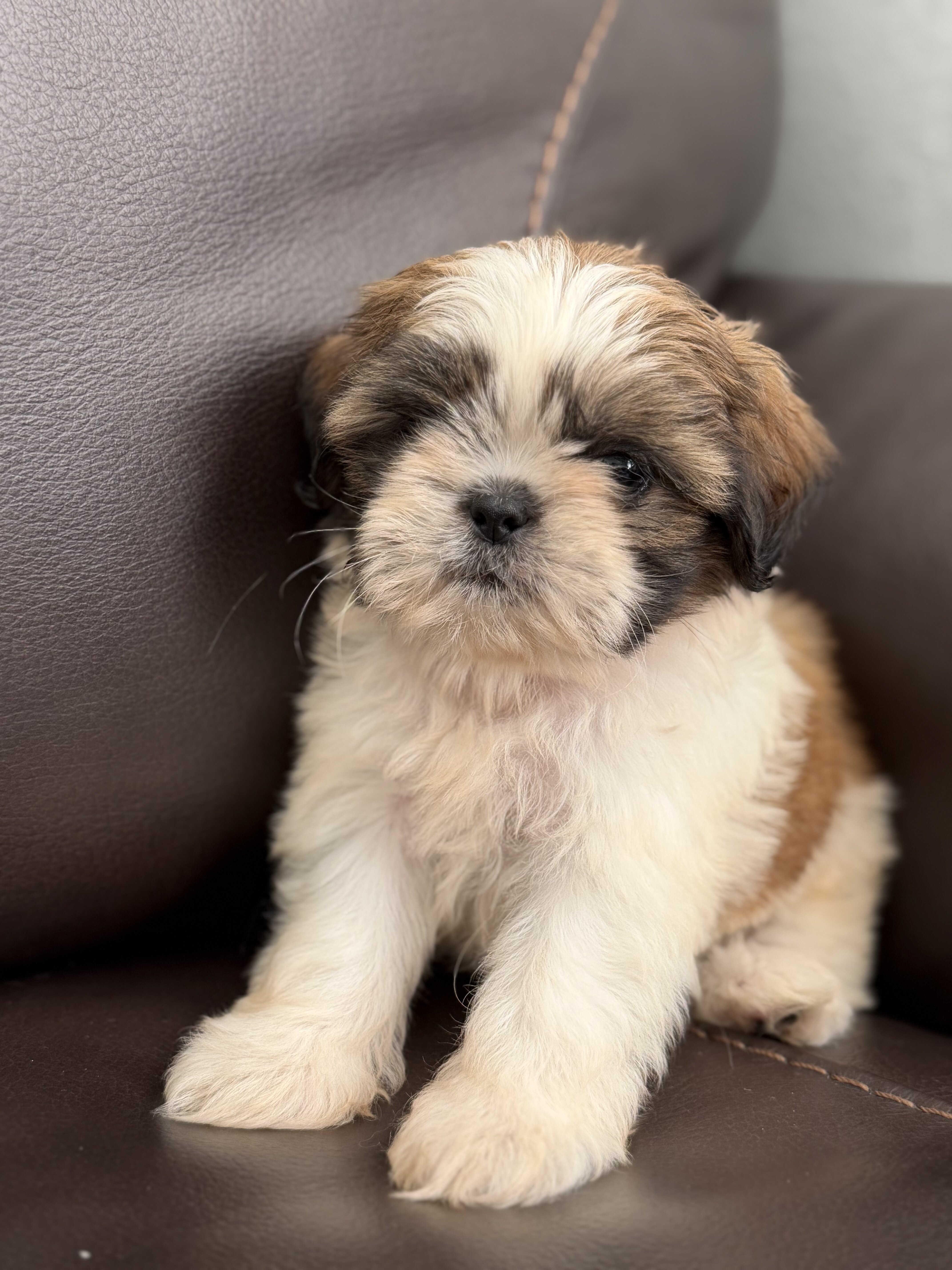 Shih Tzu Puppies – 2 Boys & 1 Girl Available image 1