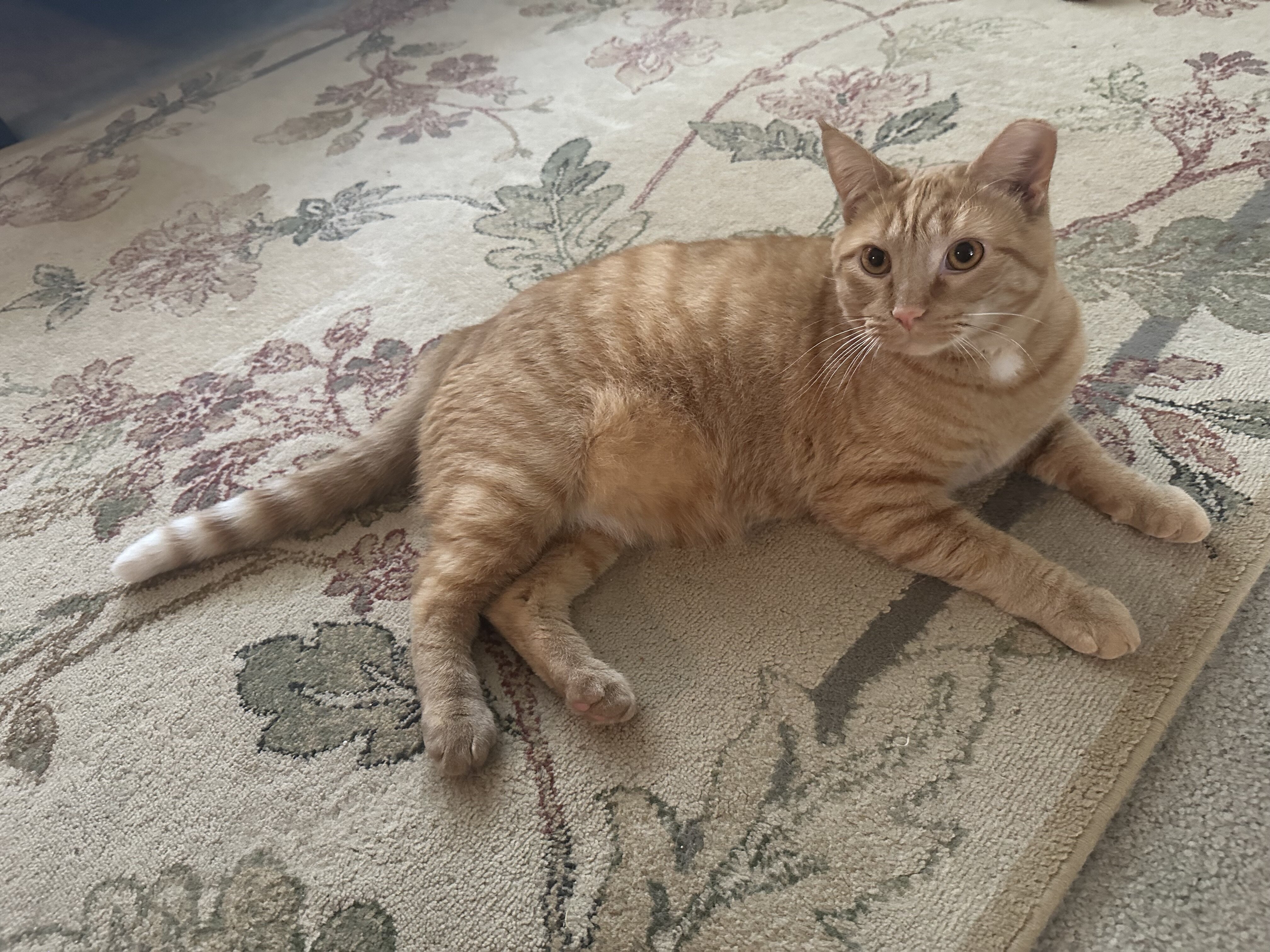 Less than one year old male orange cat seeks home. image 1