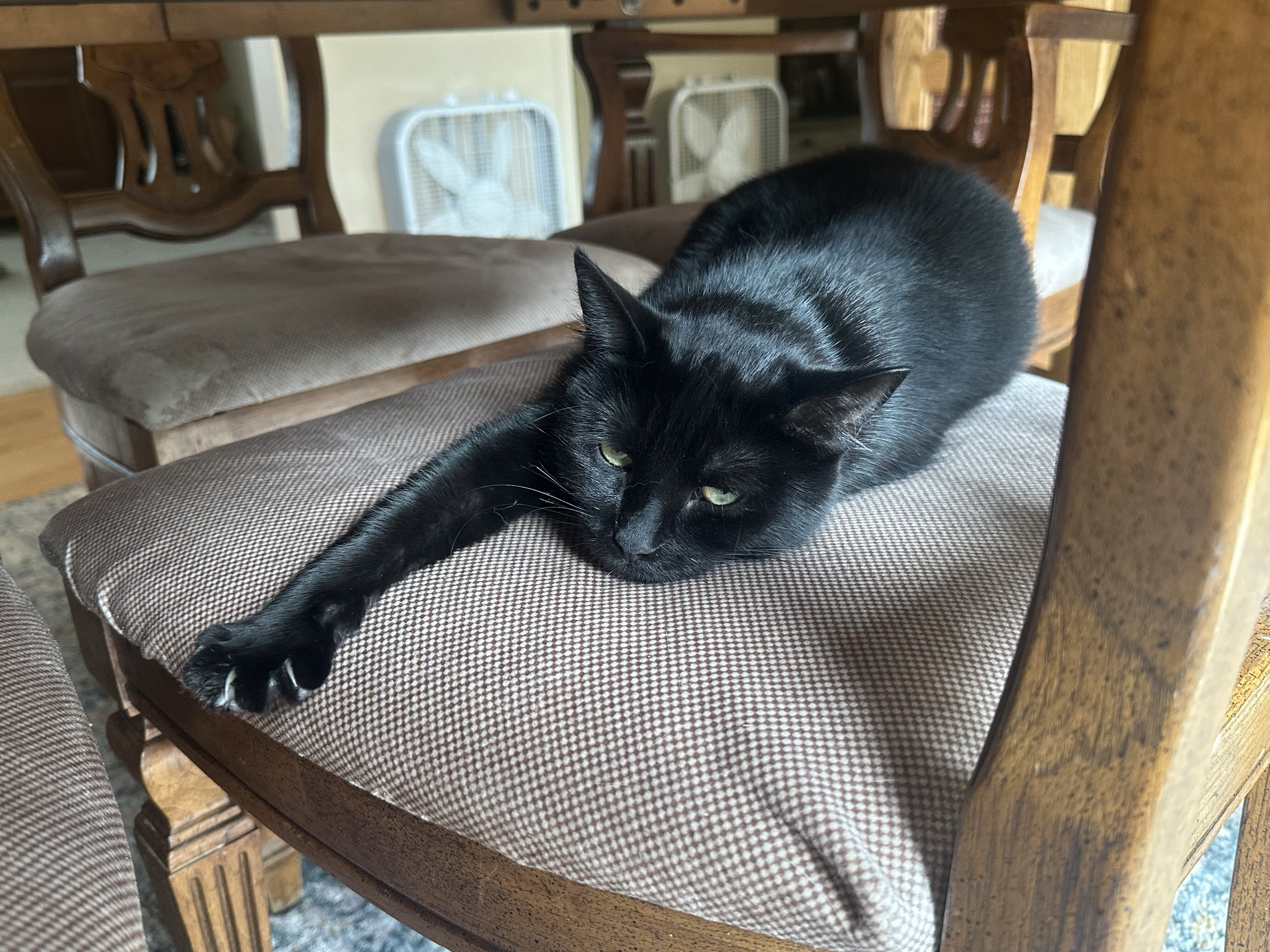 Slightly more than one year old cat needs home. image 2