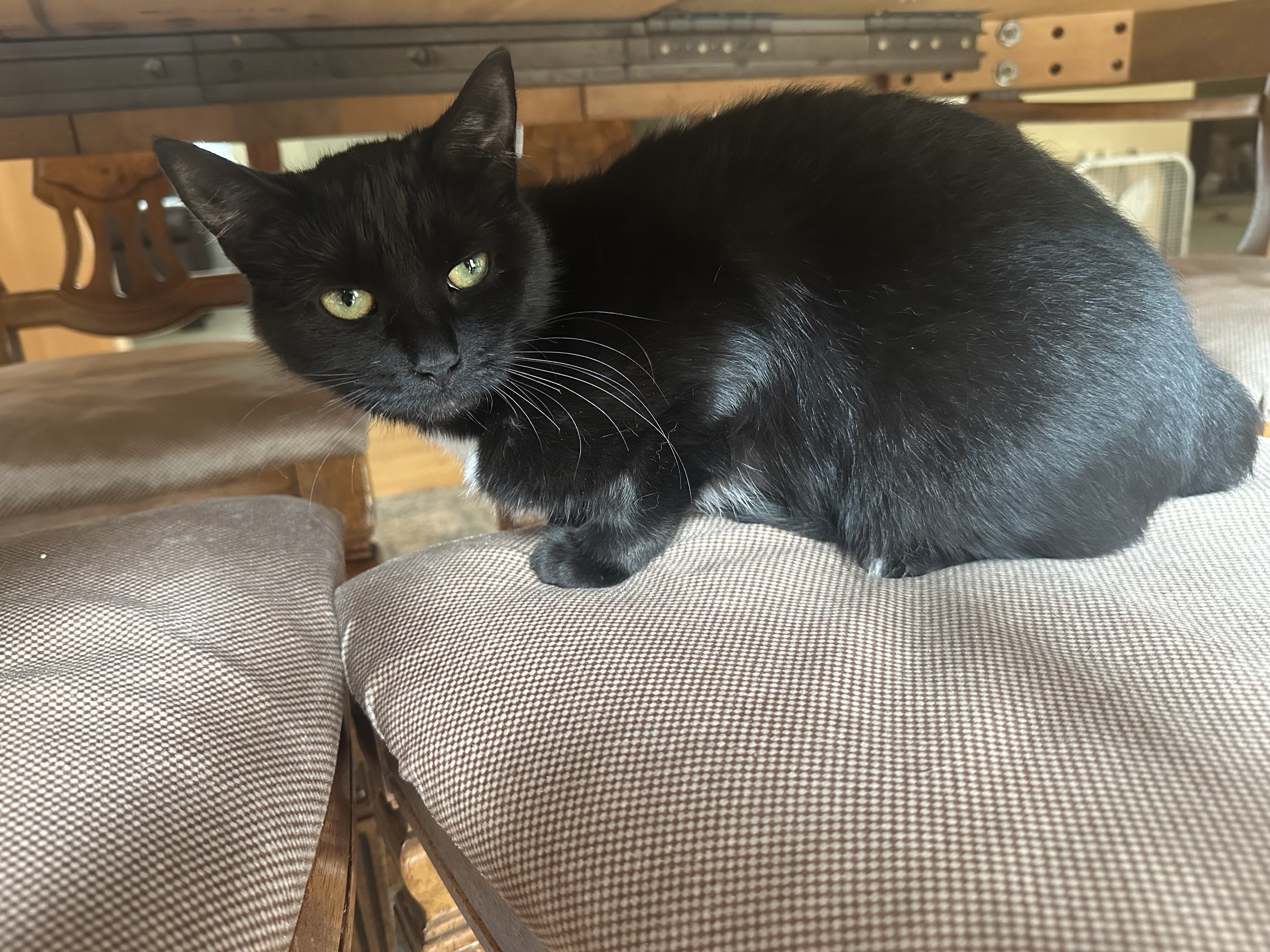 Slightly more than one year old cat needs home. image 1