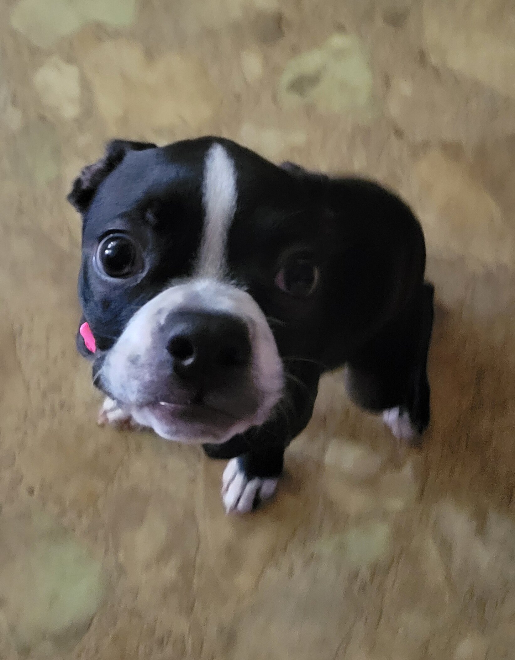 Boston terrier image 1