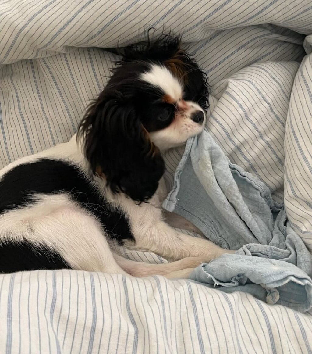 Gorgeous Cavalier king charles girl available image 5