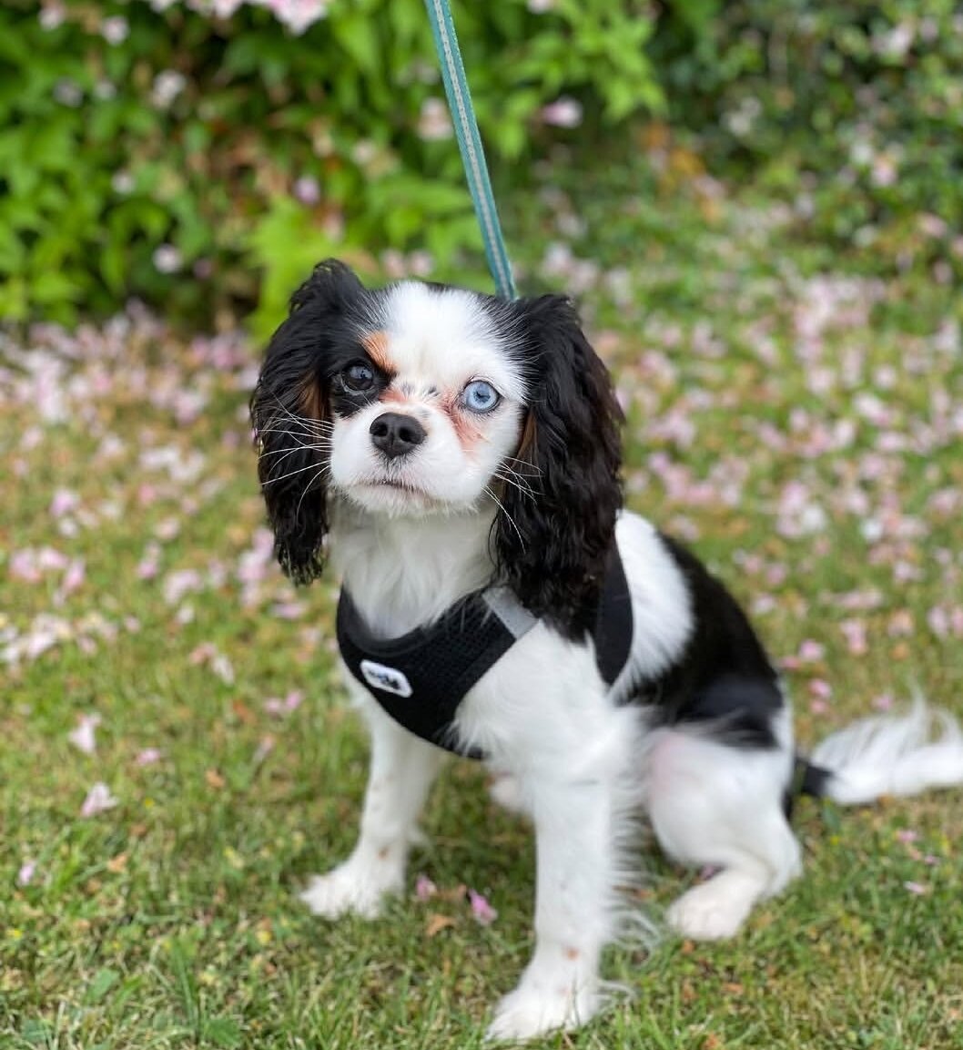 Gorgeous Cavalier king charles girl available image 3