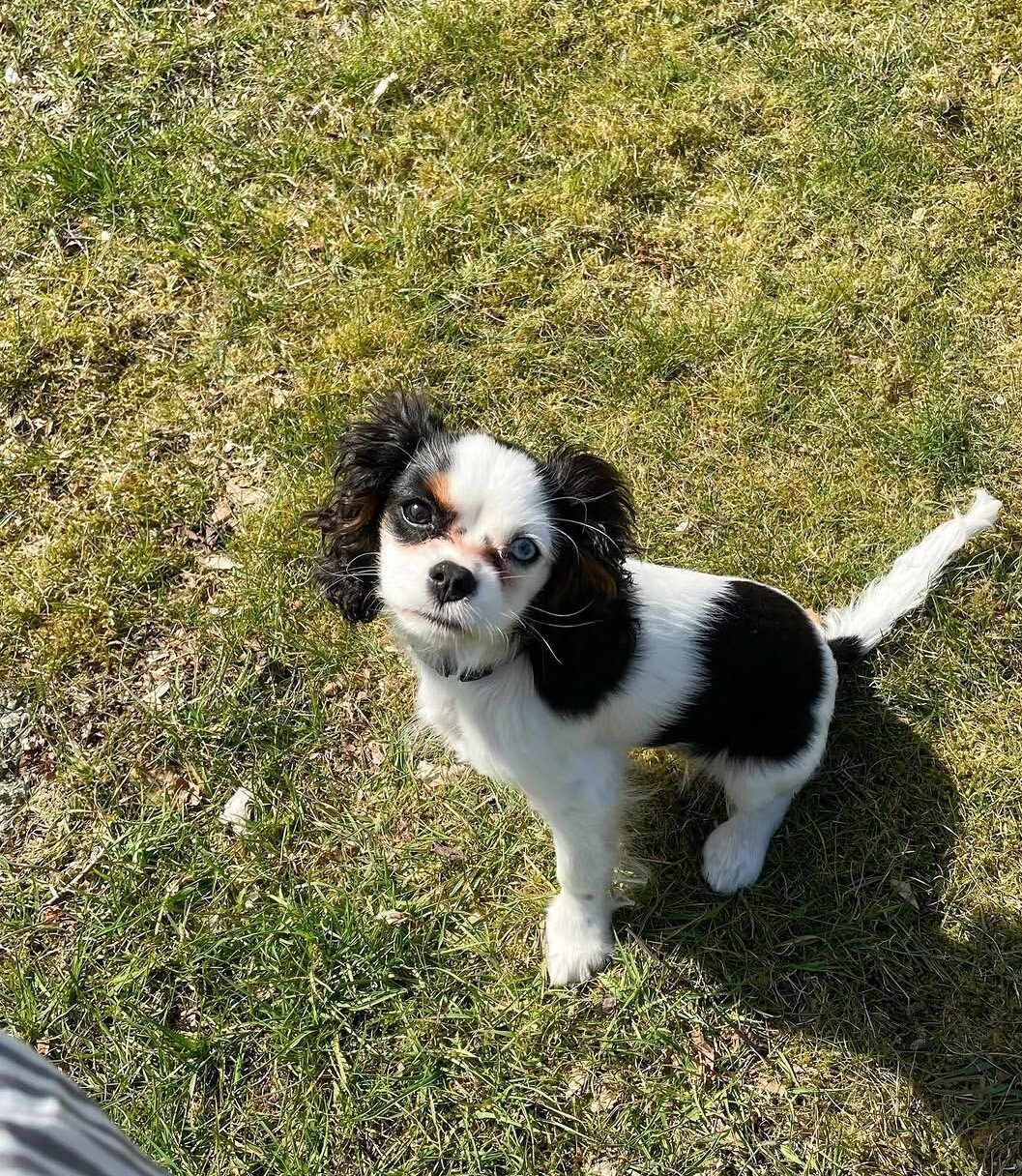 Gorgeous Cavalier king charles girl available image 4