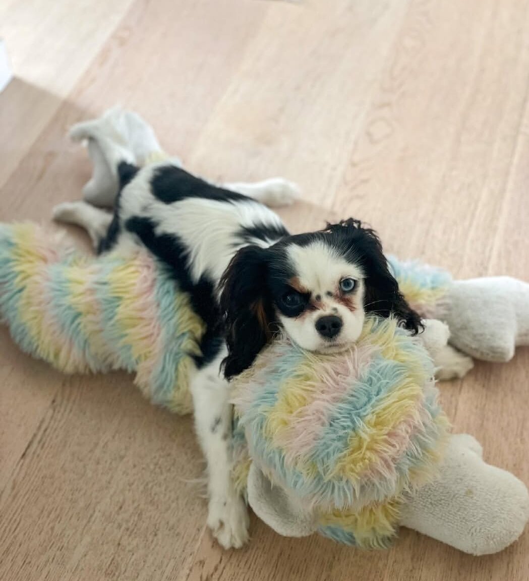 Gorgeous Cavalier king charles girl available image 2