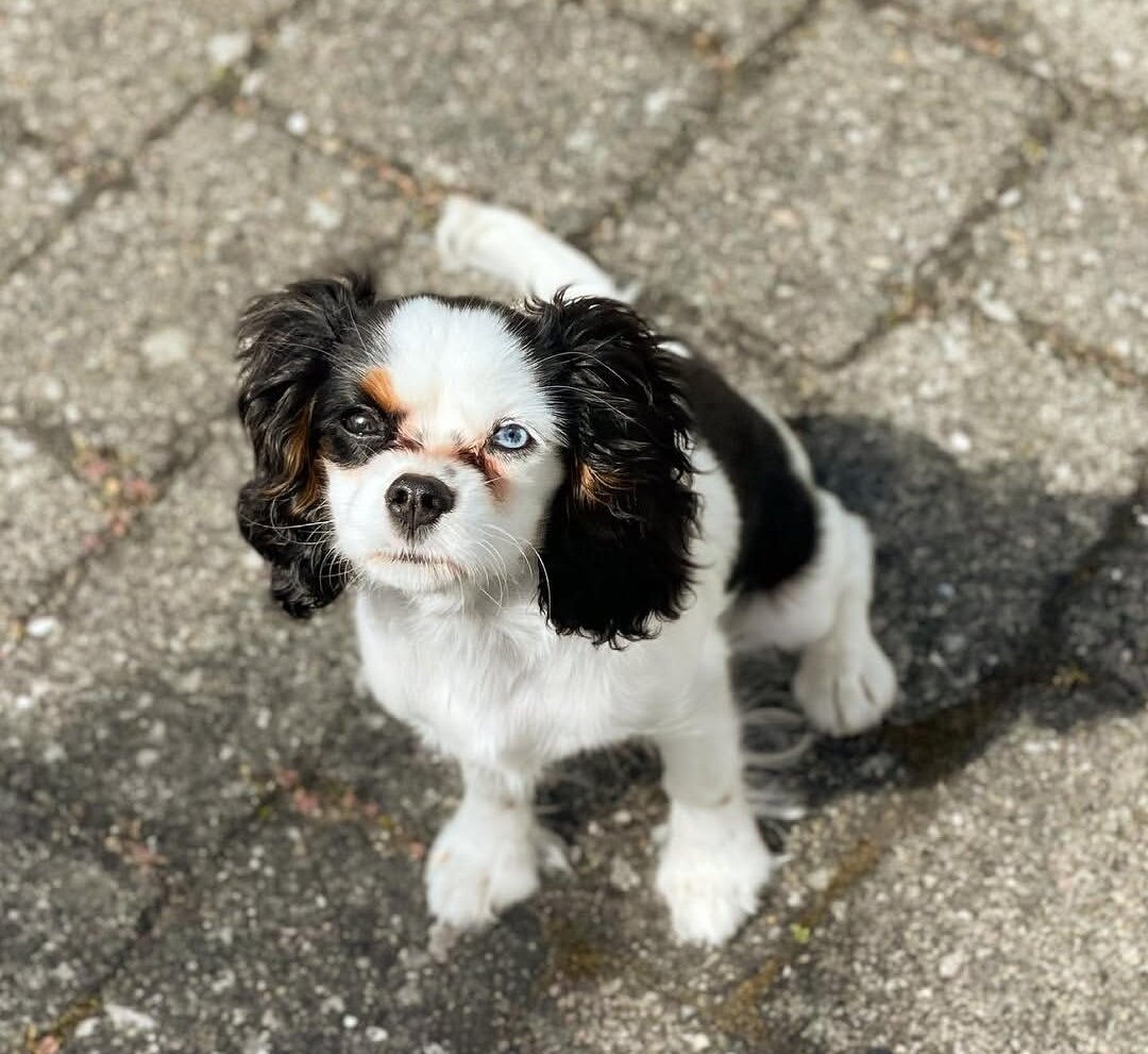 Gorgeous Cavalier king charles girl available image 1