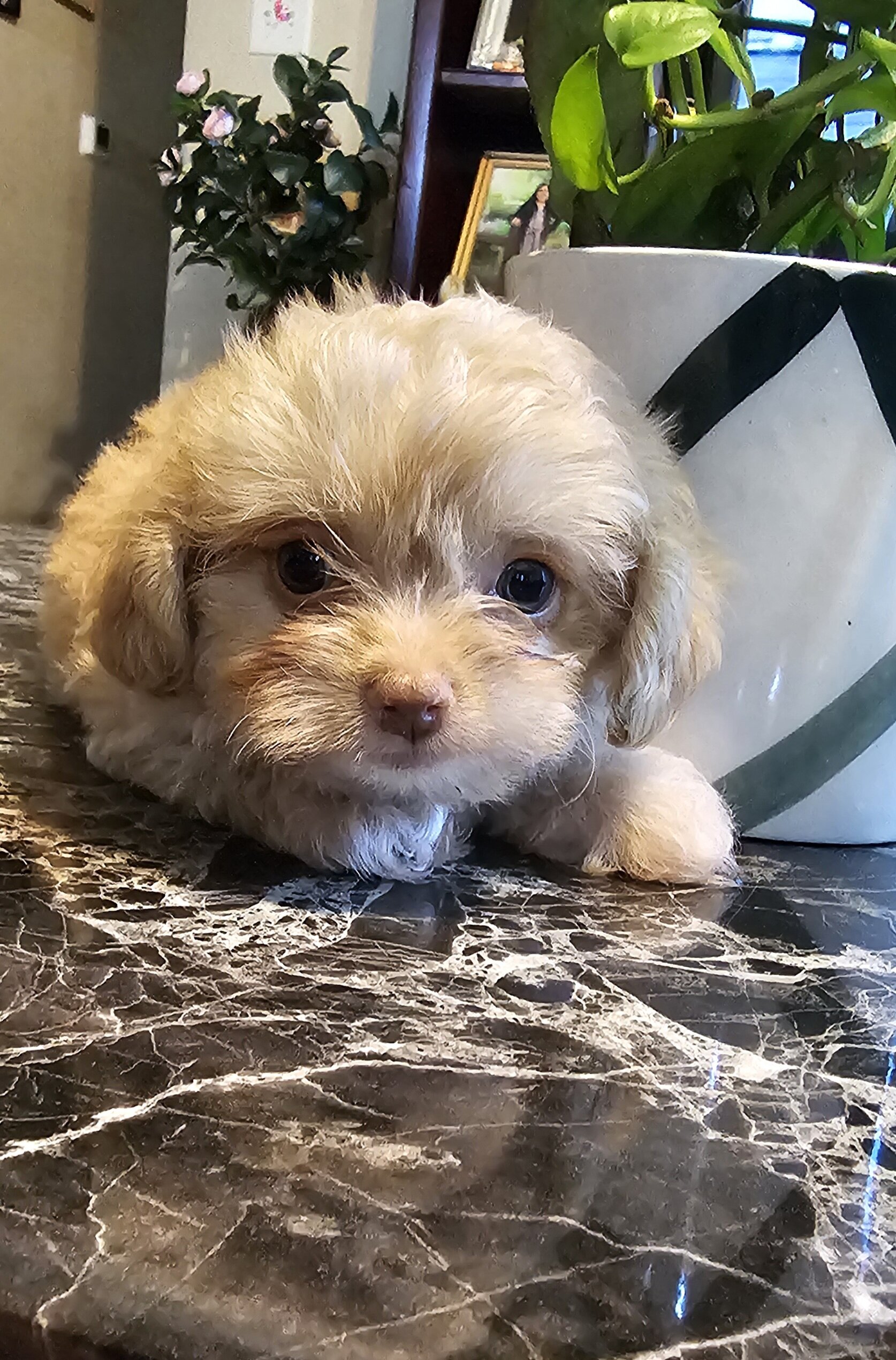 Male maltipoo pups image 5