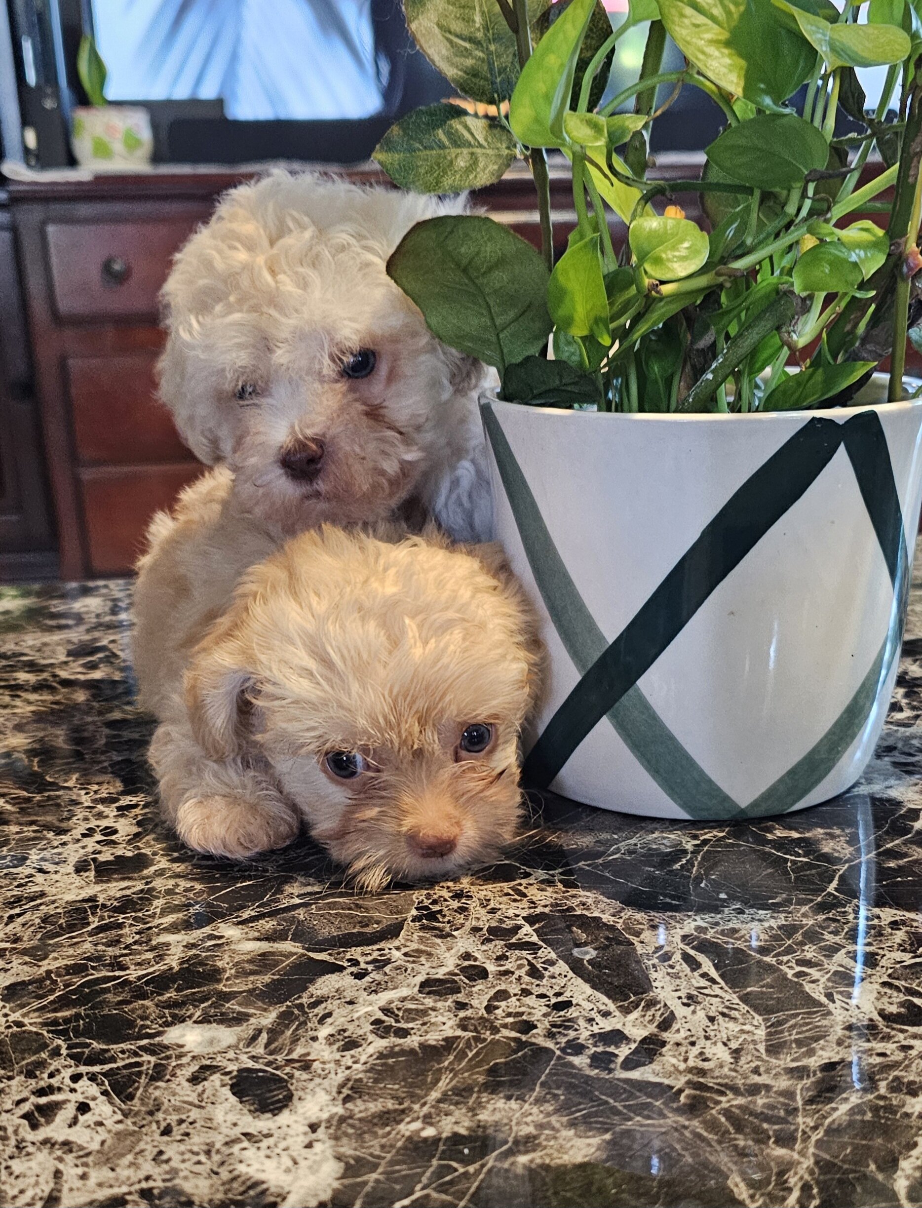 Male maltipoo pups image 3