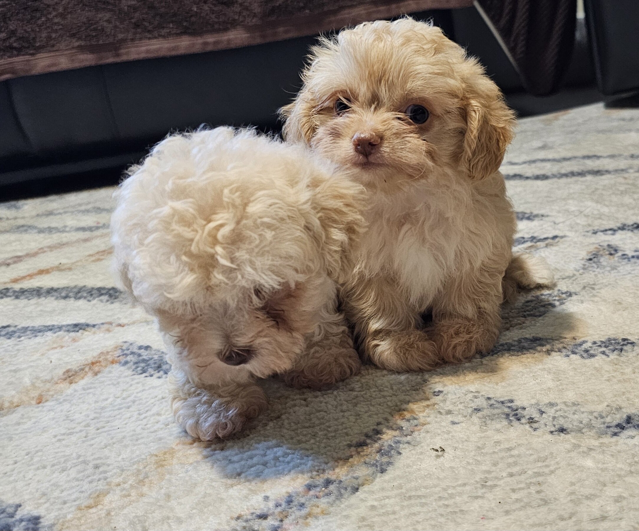 Male maltipoo pups image 2