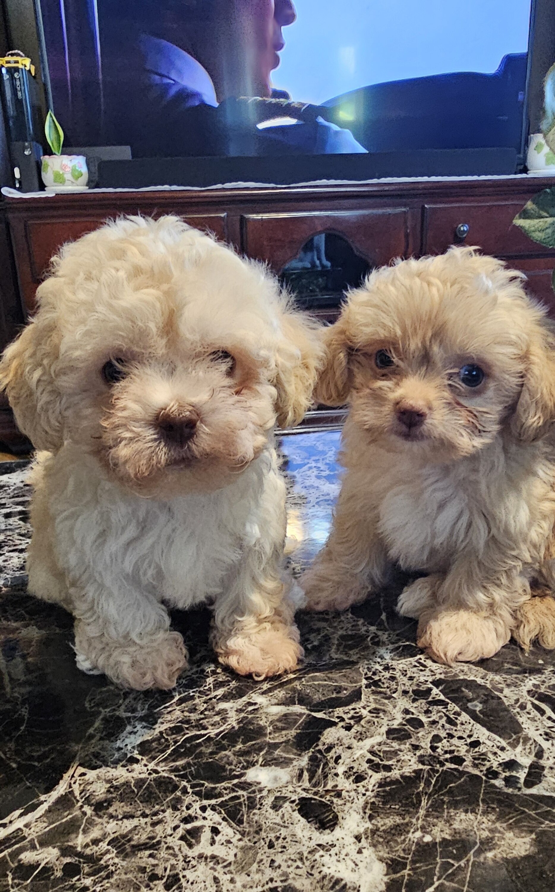 Male maltipoo pups image 1