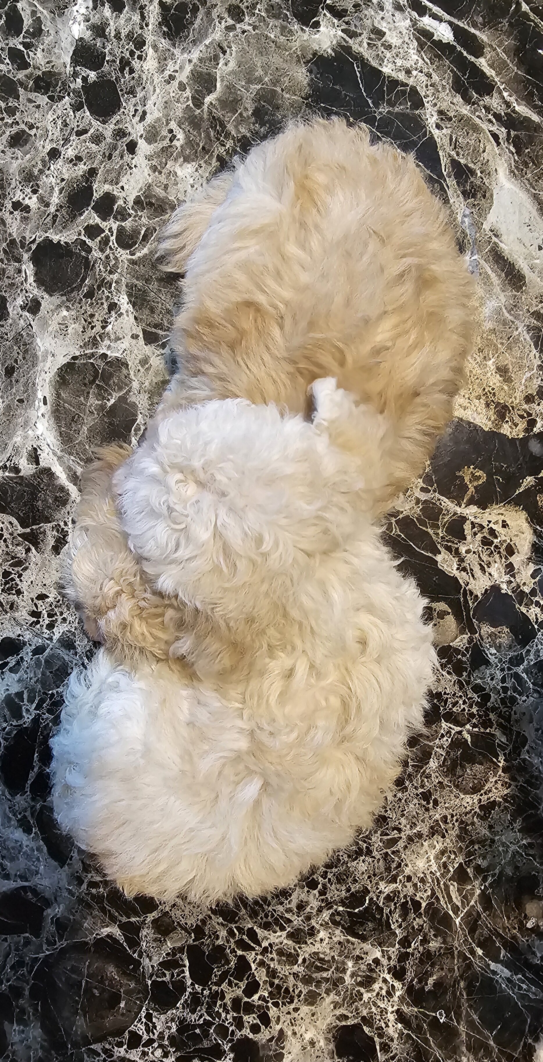 Male maltipoo pups image 4