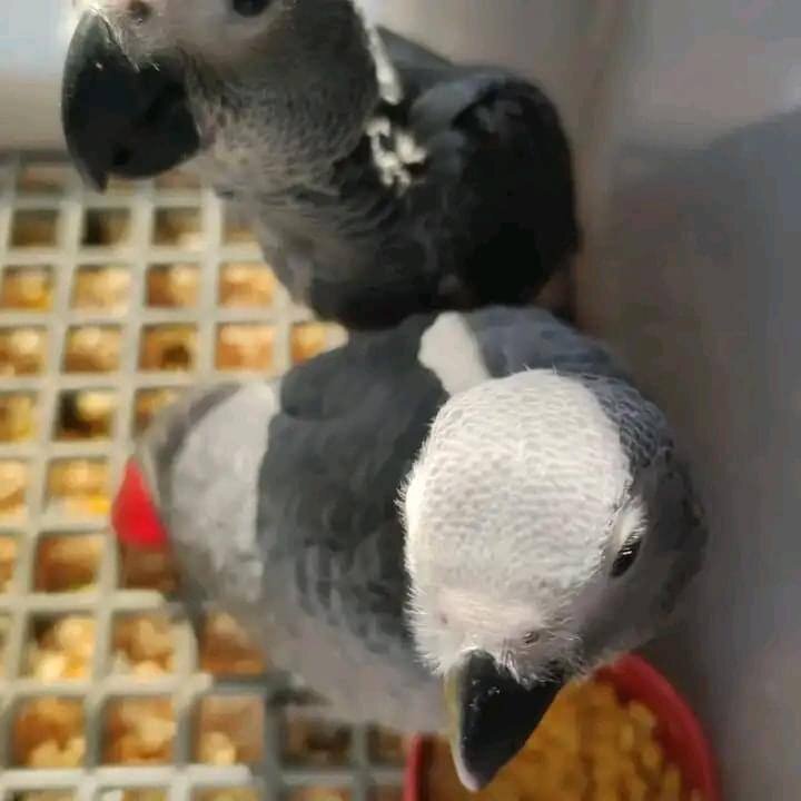 African grey Parrot image 2