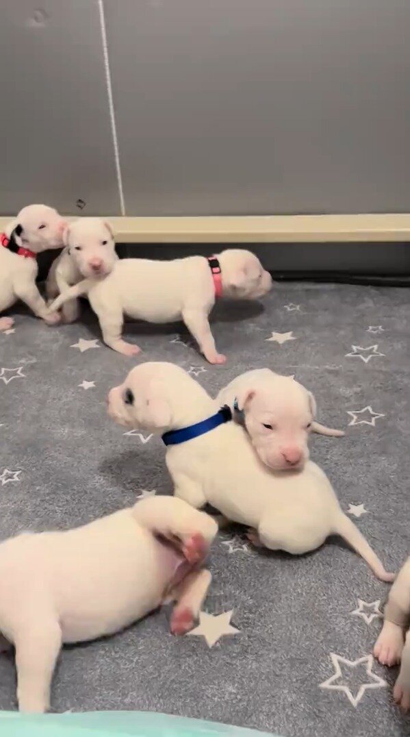 4-weeks-old and 8 weeks Dogo Argentino puppies – R image 2