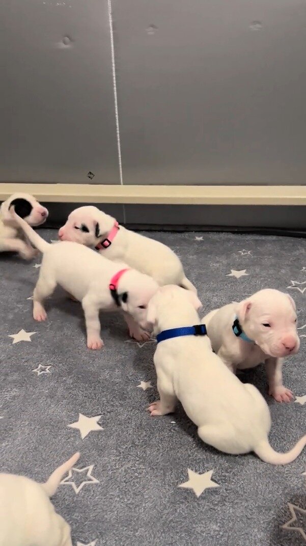4-weeks-old and 8 weeks Dogo Argentino puppies – R image 1