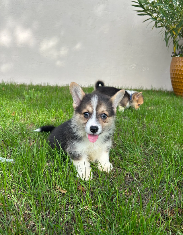 Pembroke Welsh Corgi Puppies For Sale image 3