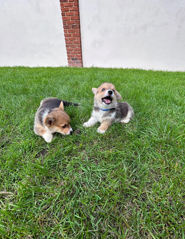 Pembroke Welsh Corgi Puppies For Sale image 1