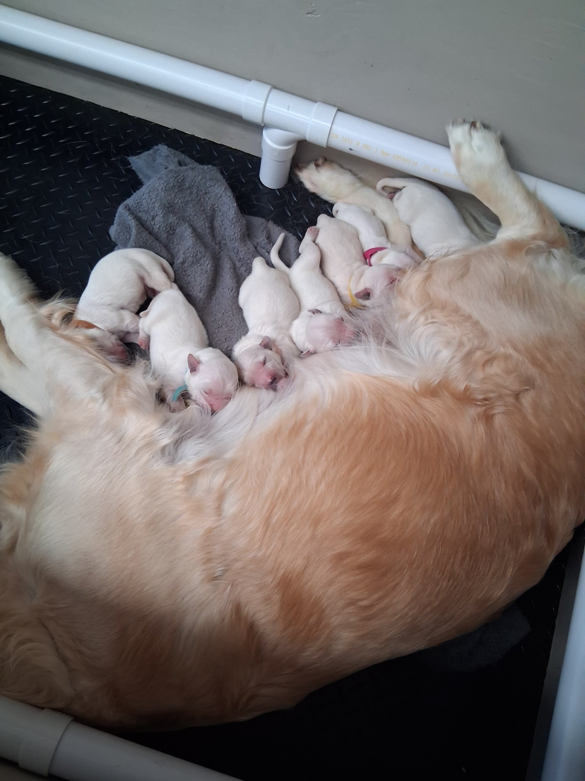 Golden retriever Puppies Available image 1