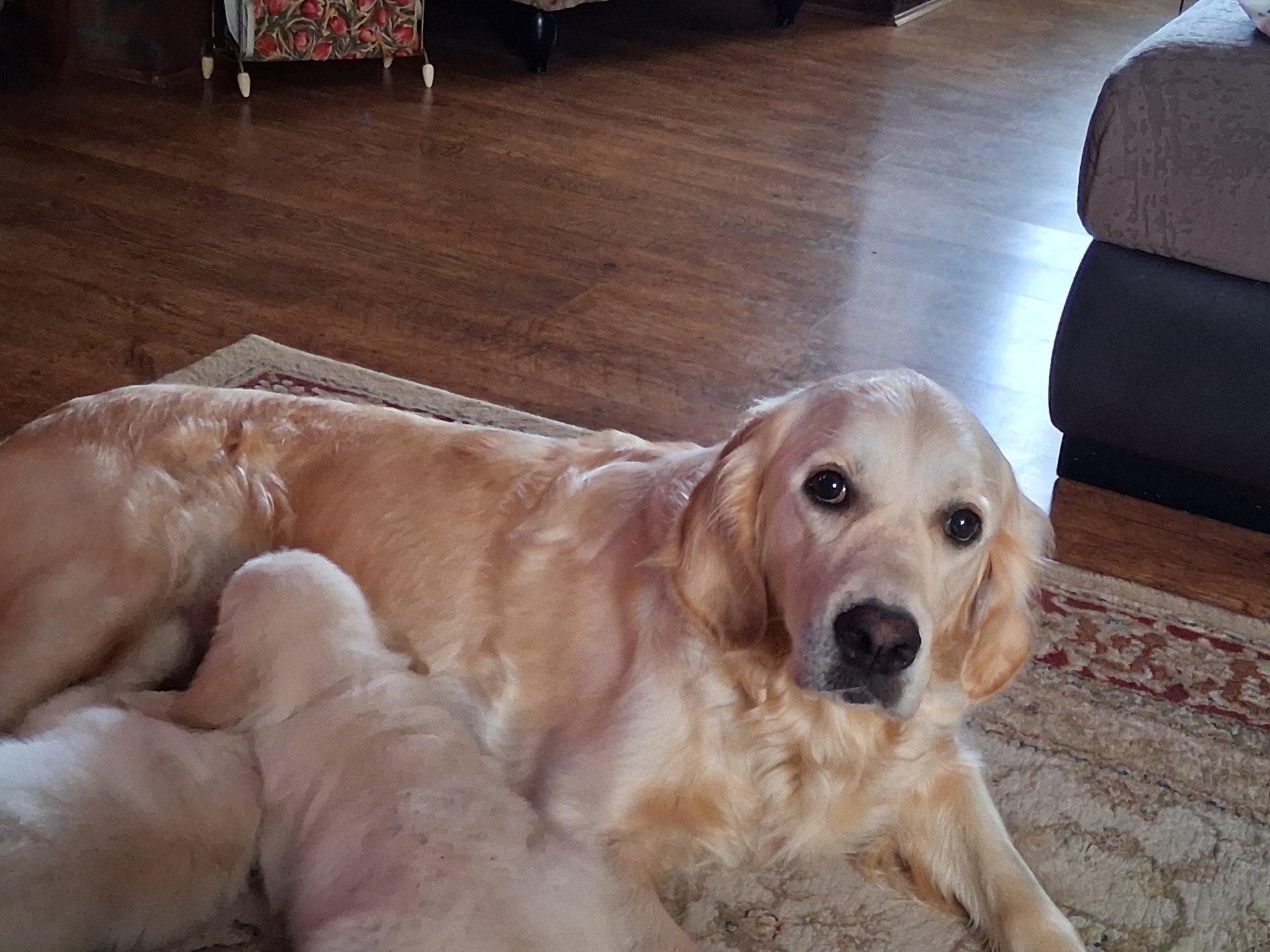 Golden retriever Puppies Available image 2