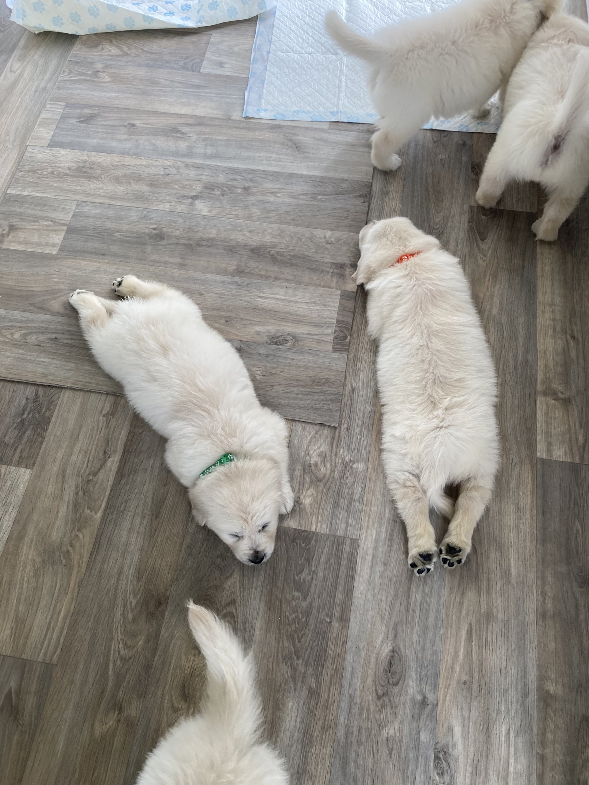 Golden retriever Puppies Available image 3