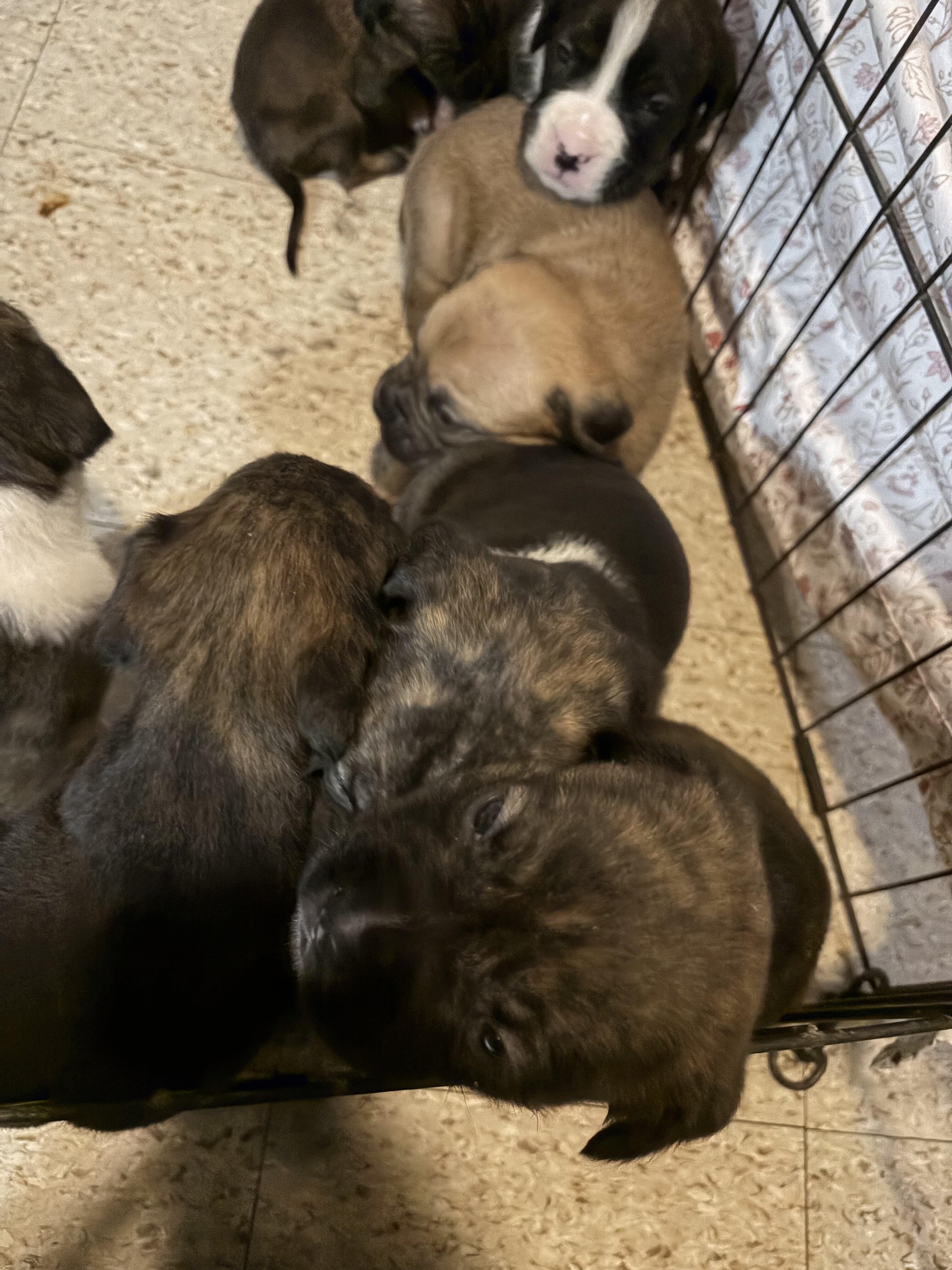 Boxer puppies image 1