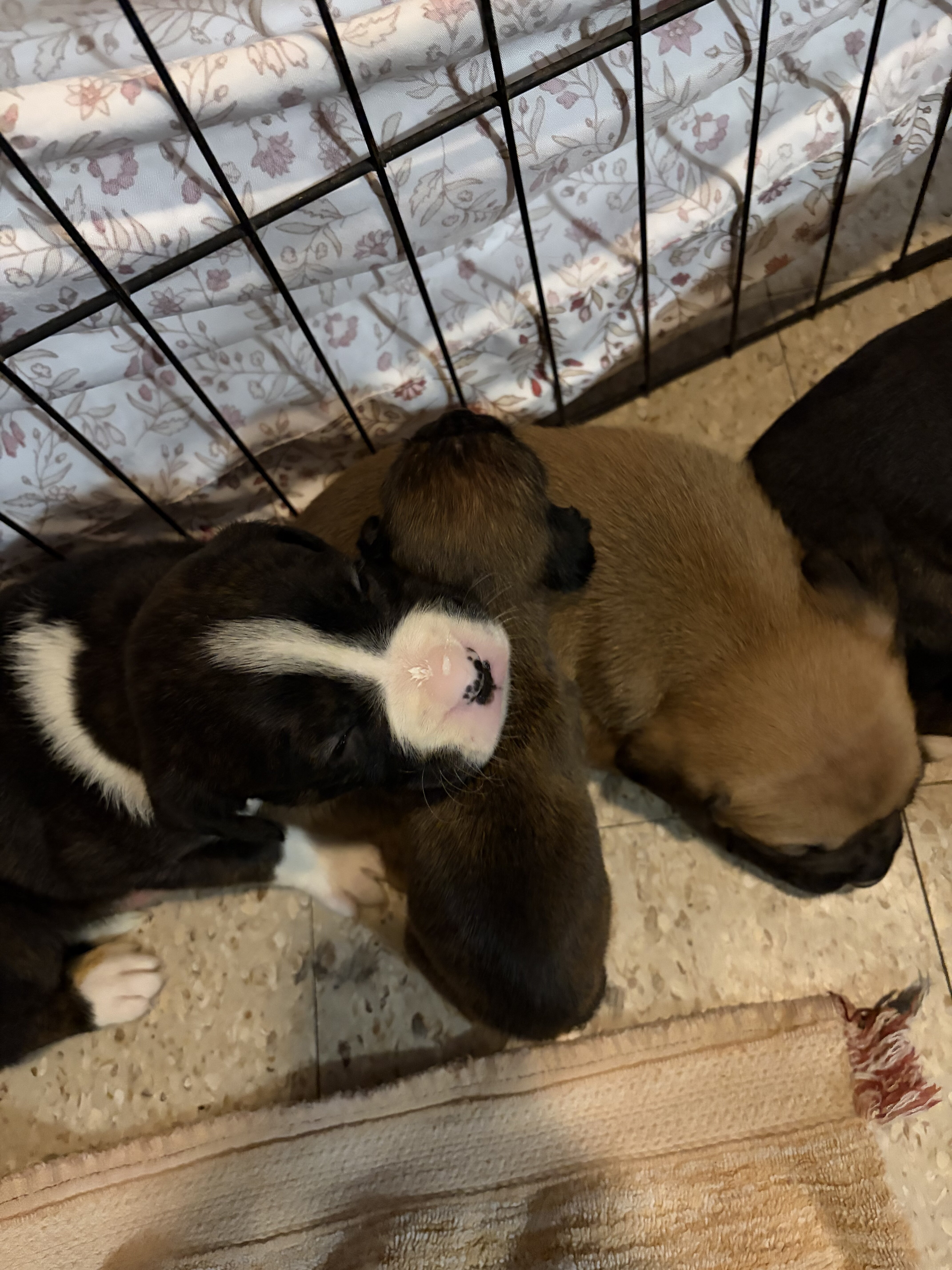 Boxer puppies image 2