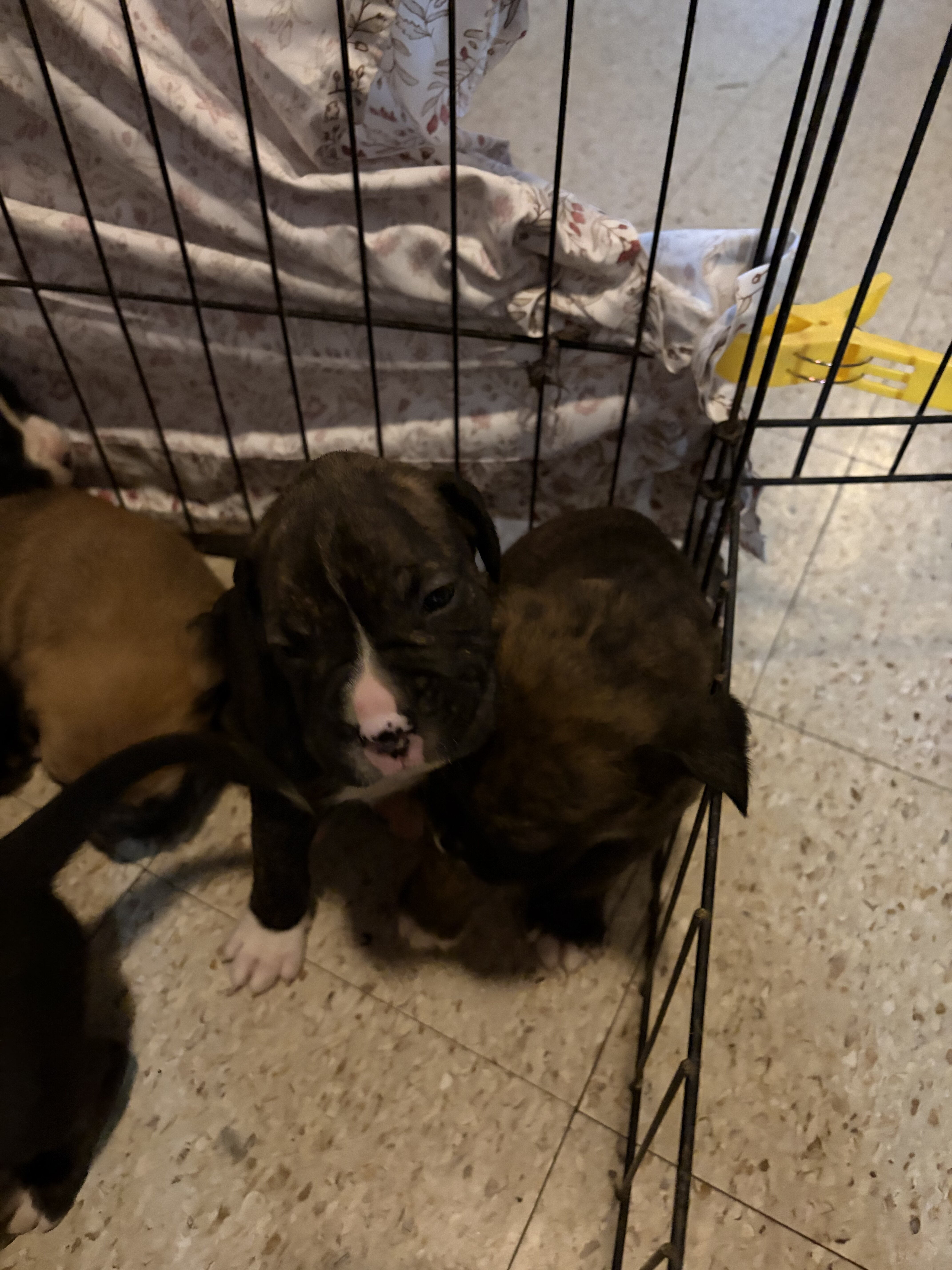 Boxer puppies image 3