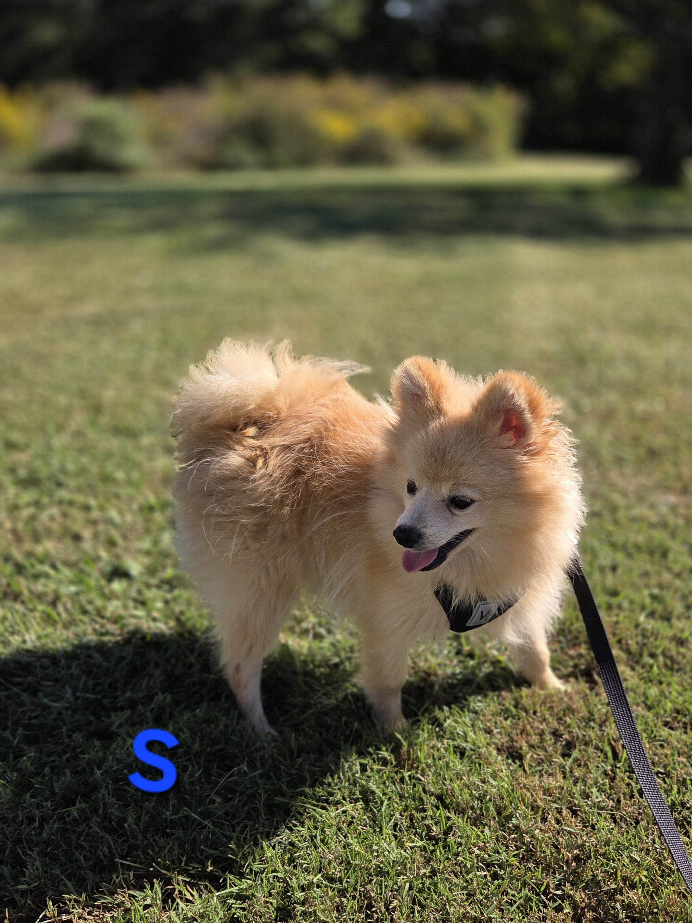 Snickerdoodle image 2
