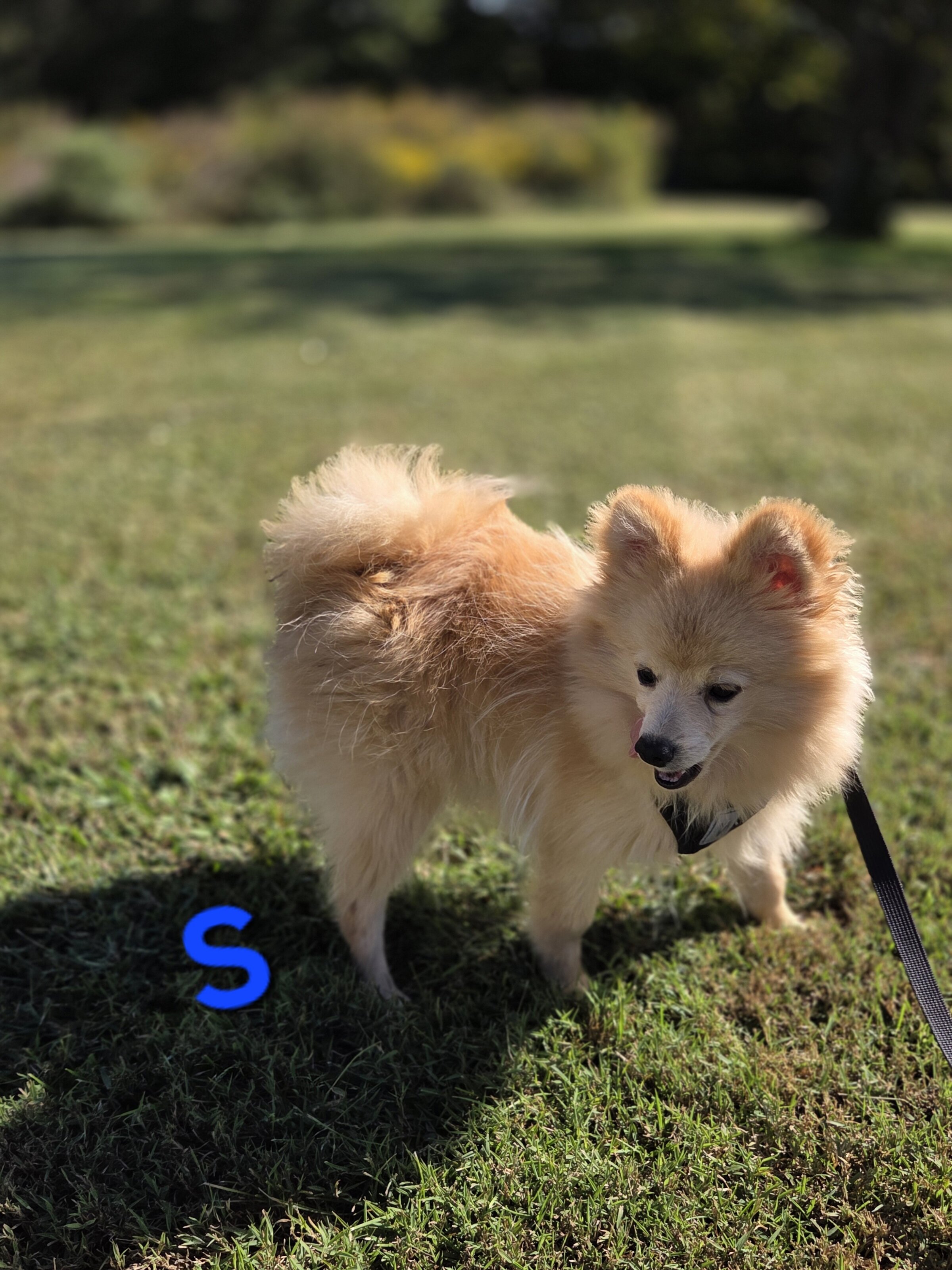 Snickerdoodle image 3