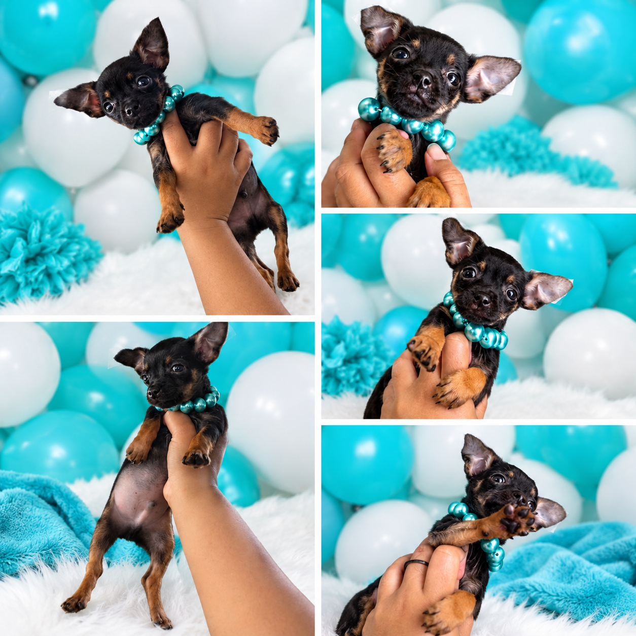 CHIHUAHUA BABYBOY STUNNING 🖤 image 1