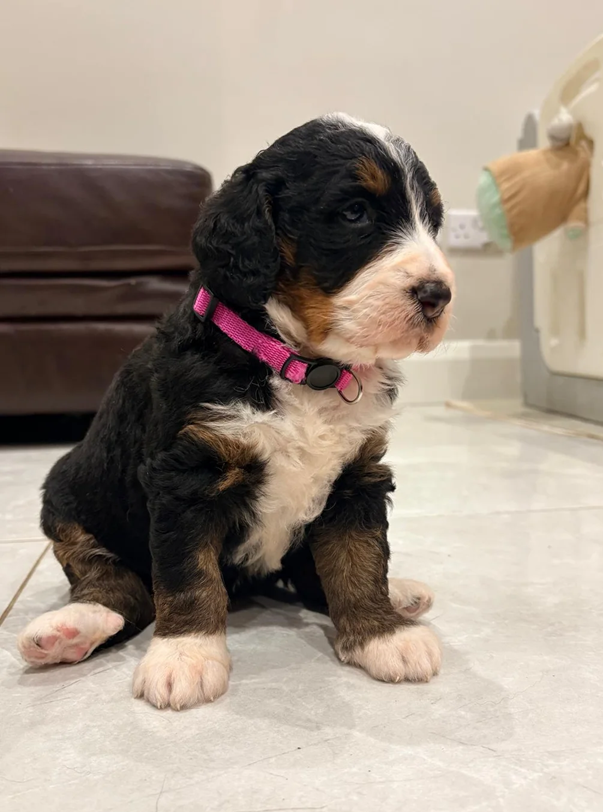 Bernedoodle Puppies For Sale image 1